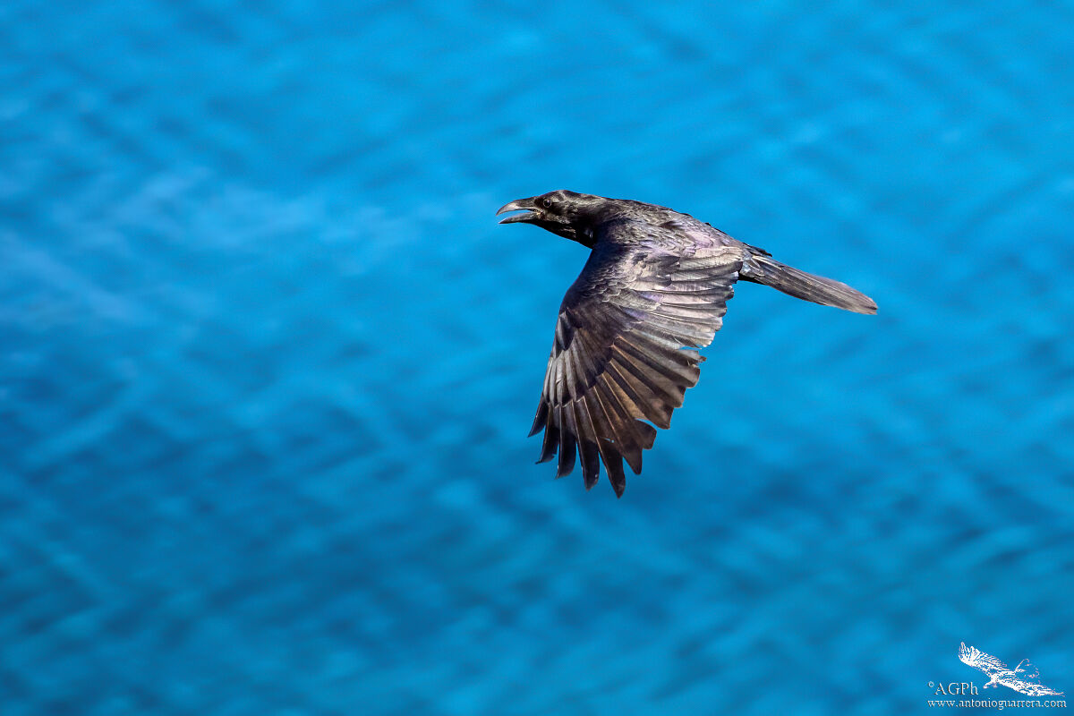 Corvo imperiale sul mare