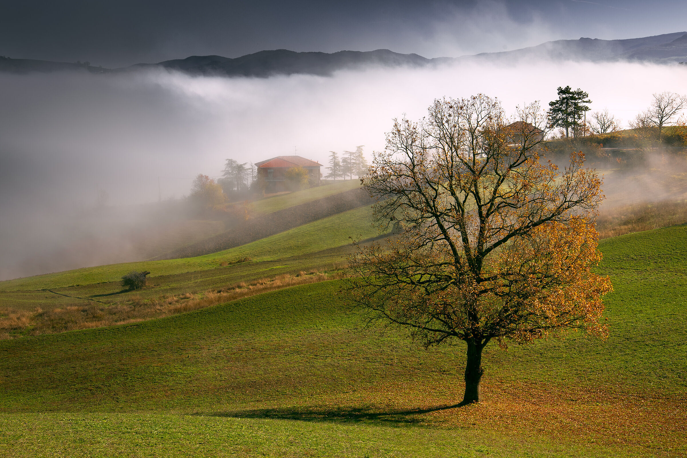 Nel silenzio della nebbia