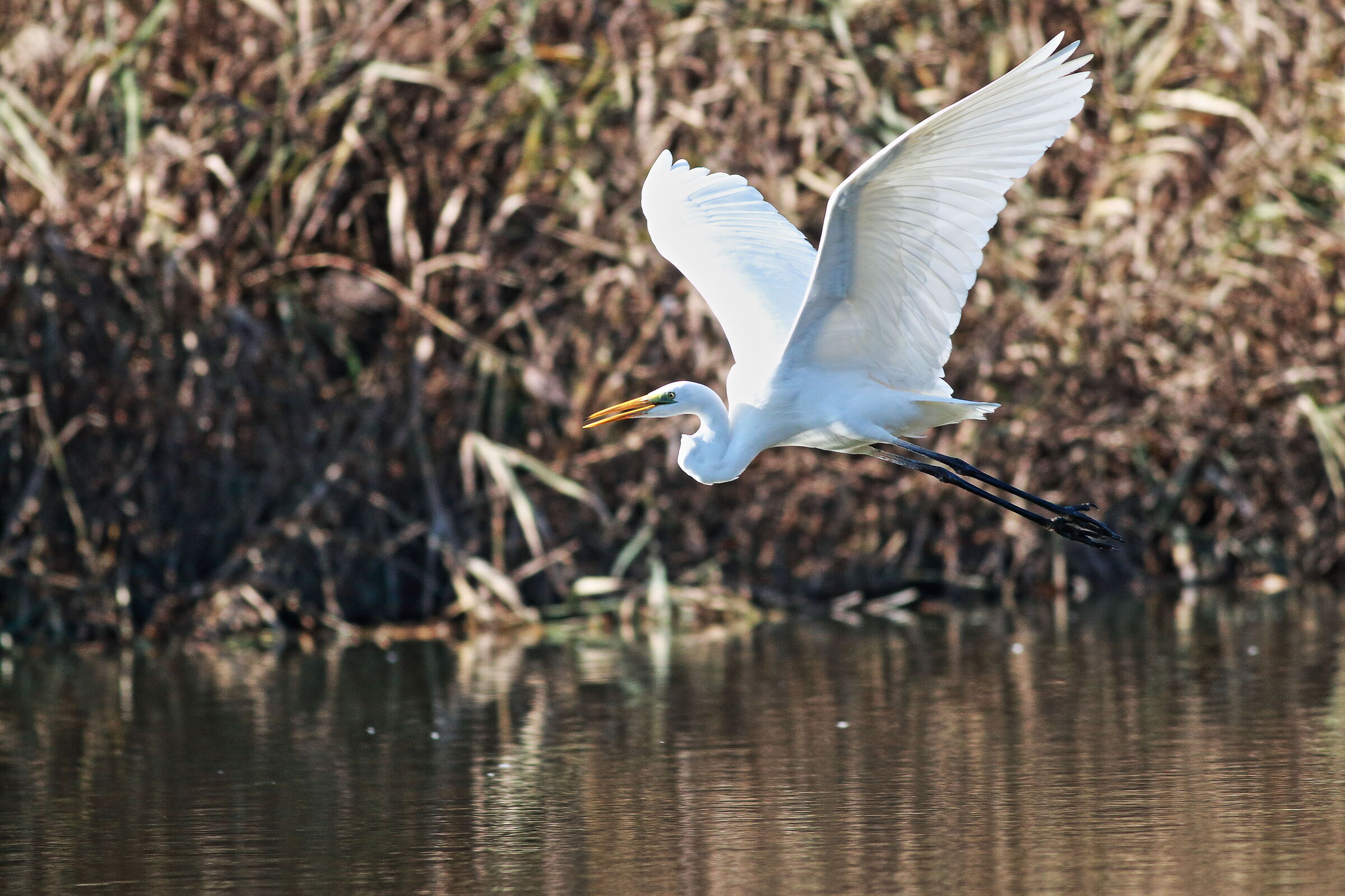 Great white heron