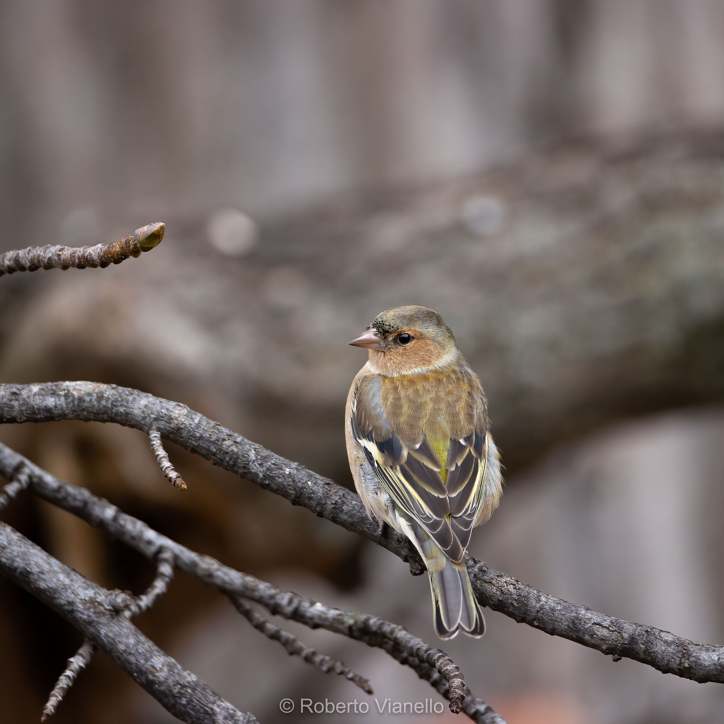 Fringuello giovane (Fringilla coelebs)