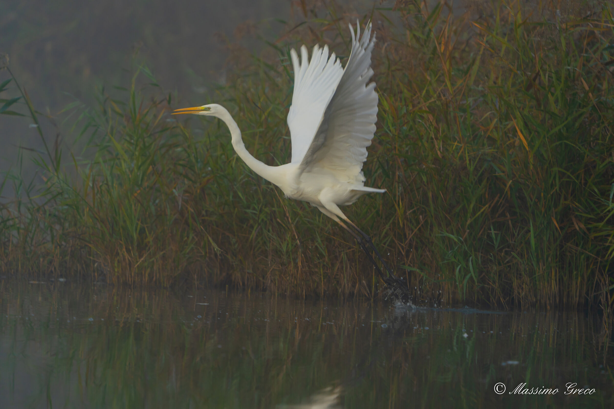 Take-off in the fog - Greater white heron