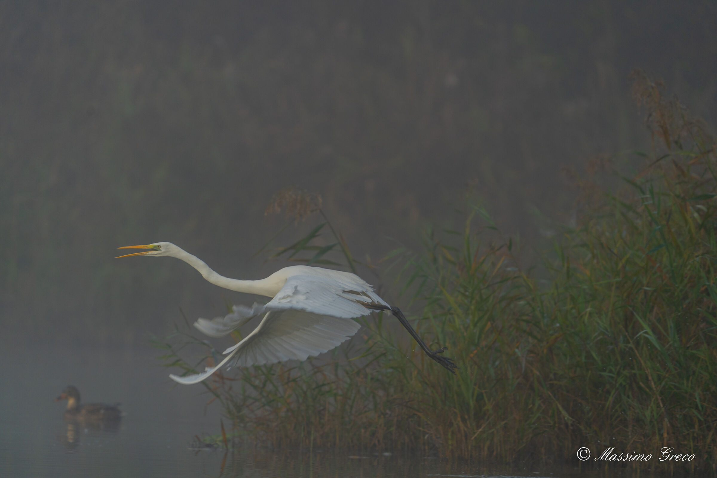 Take-off in the fog - Greater white heron