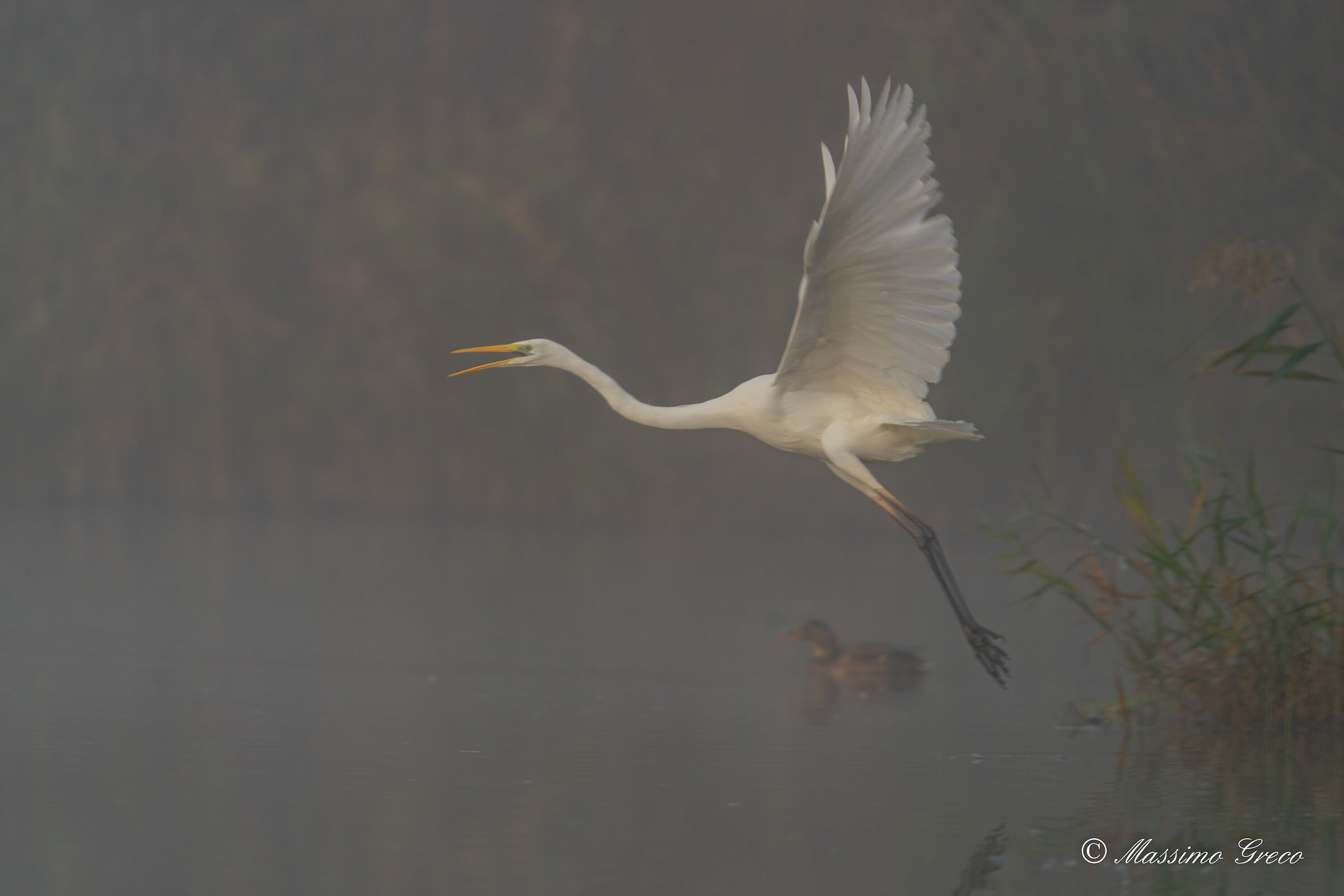 Take-off in the fog - Greater white heron