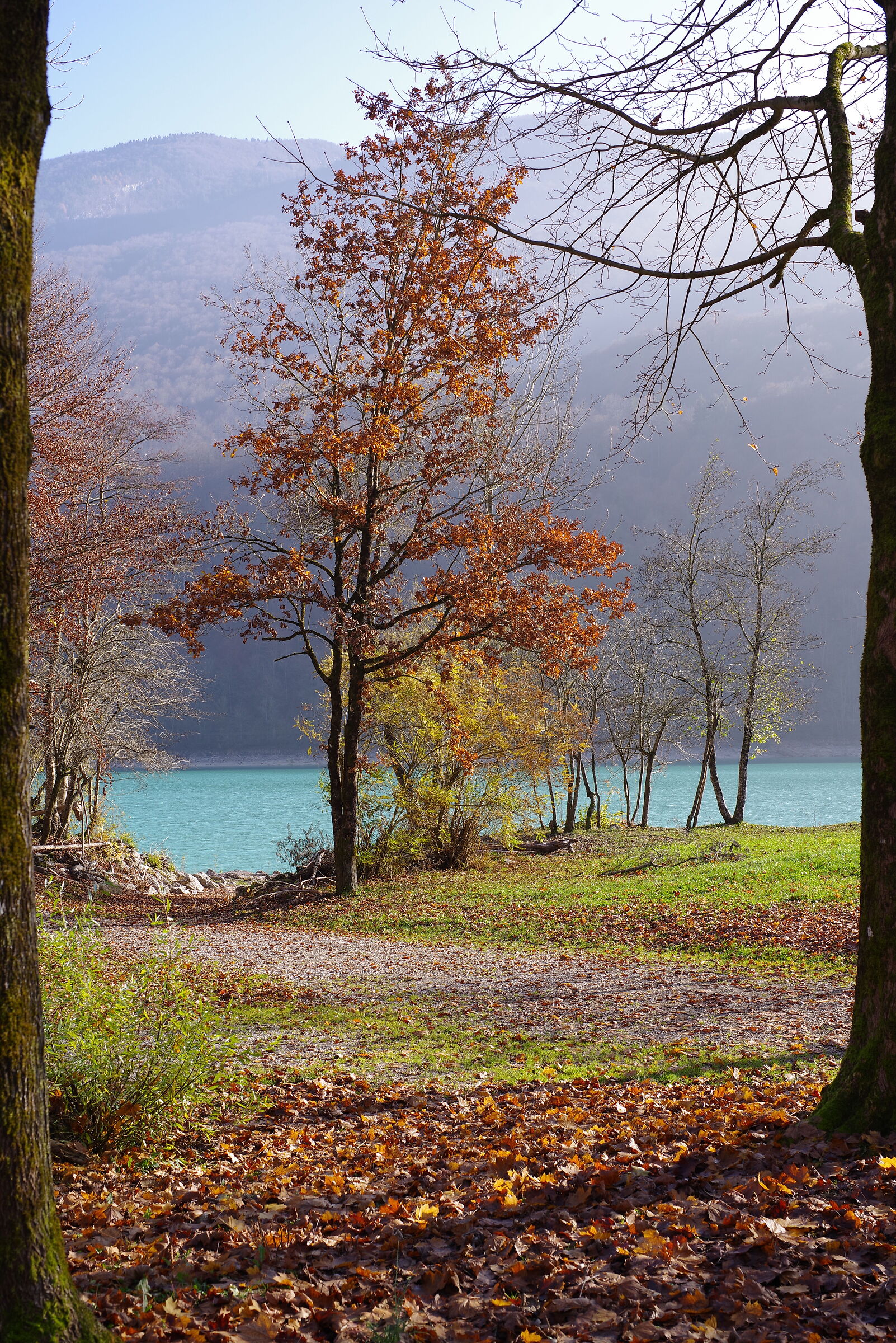 L'albero tra gli alberi