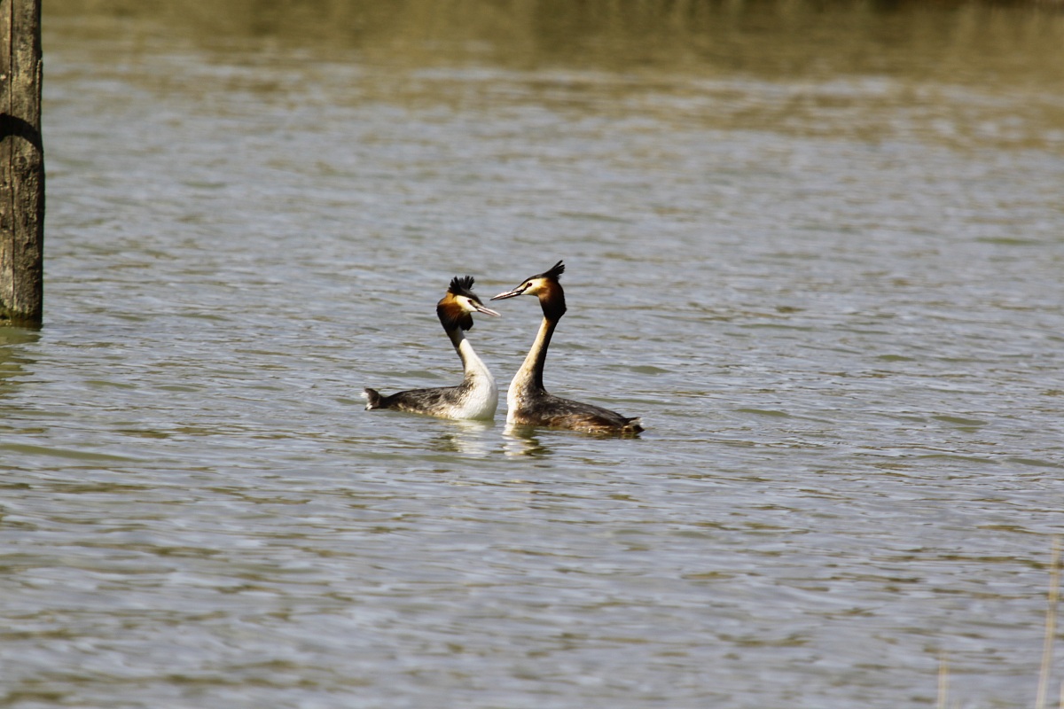 svassi in accoppiamento