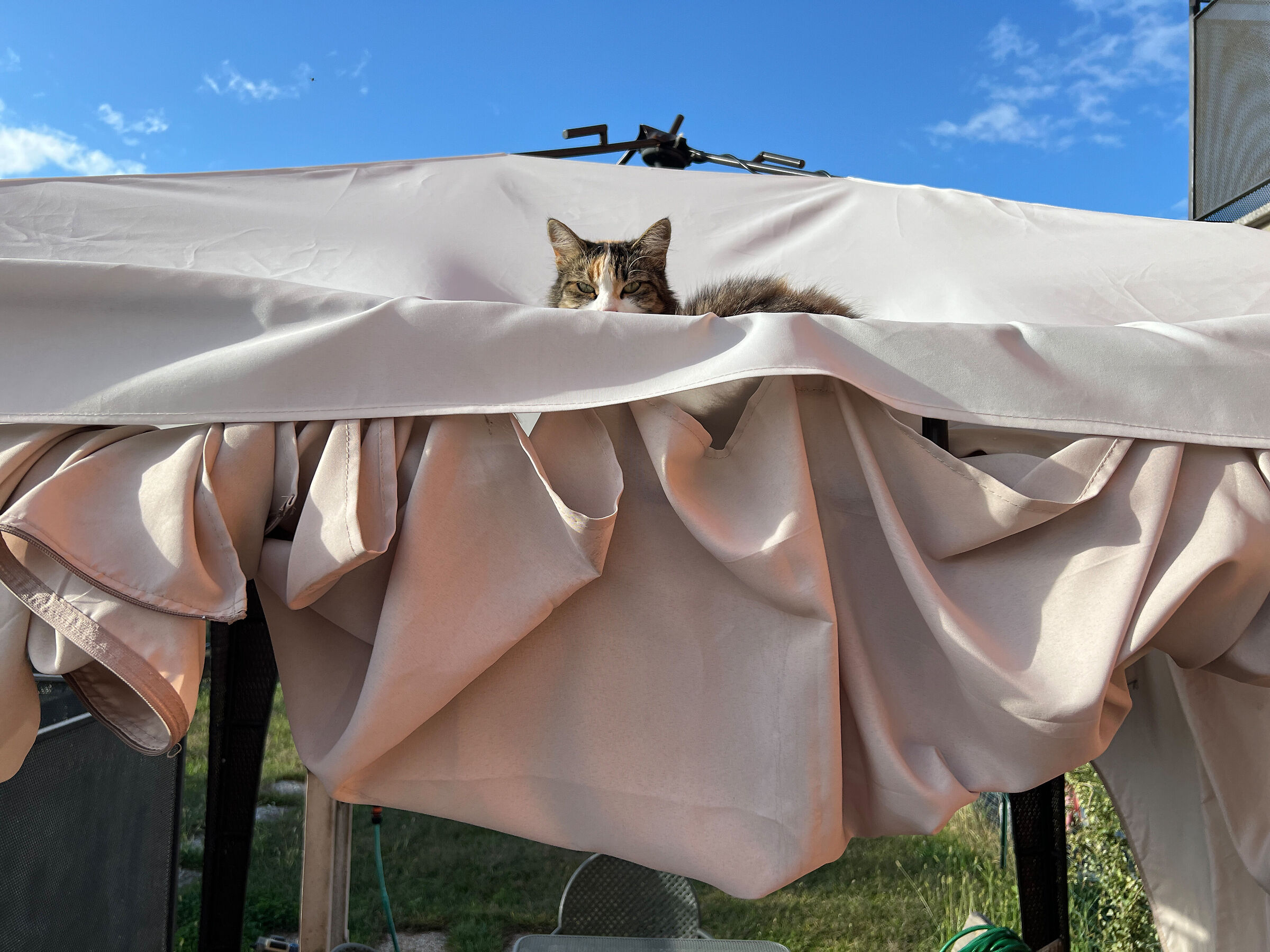 Will cats conquer the world?