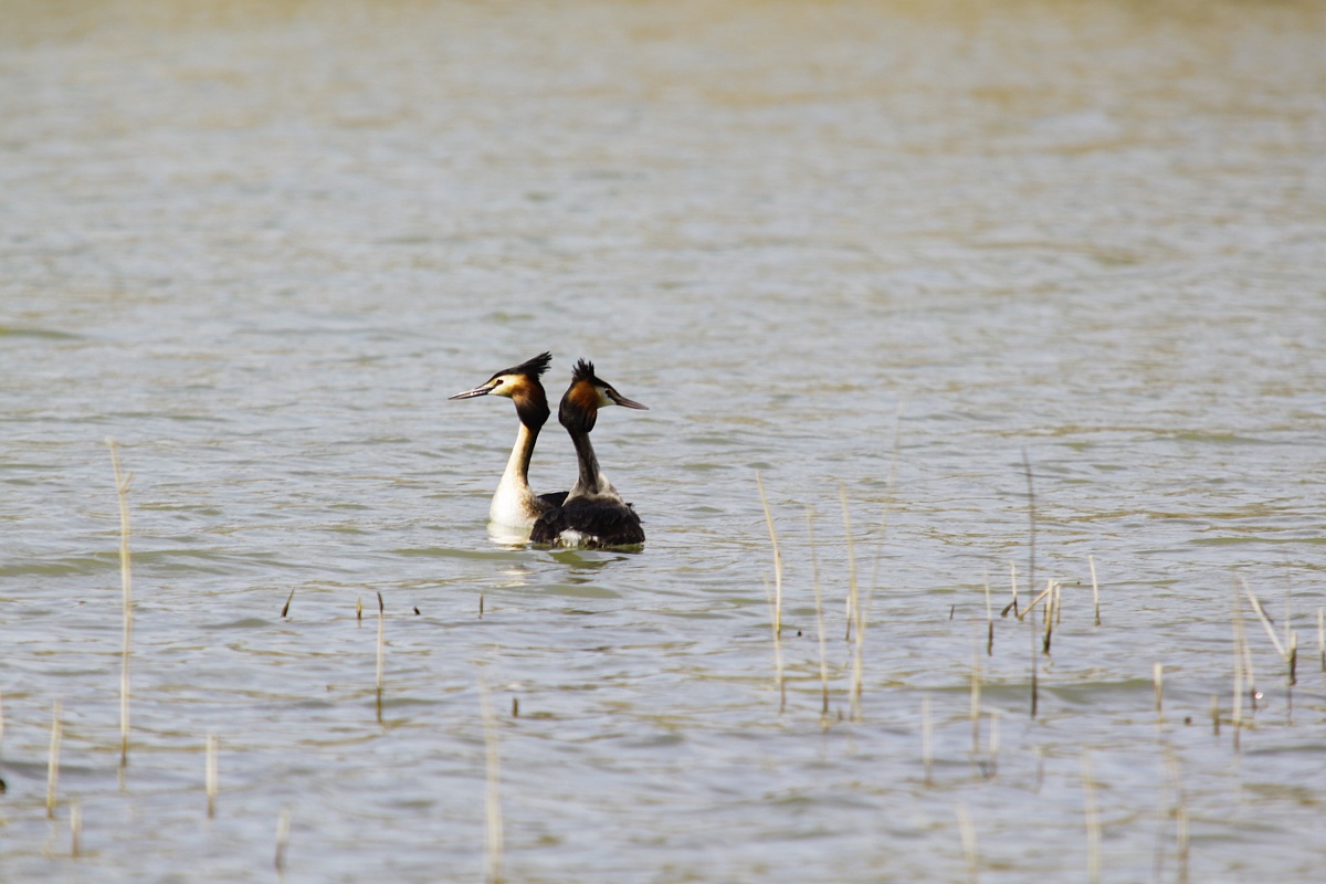 testa di qua e testa di la