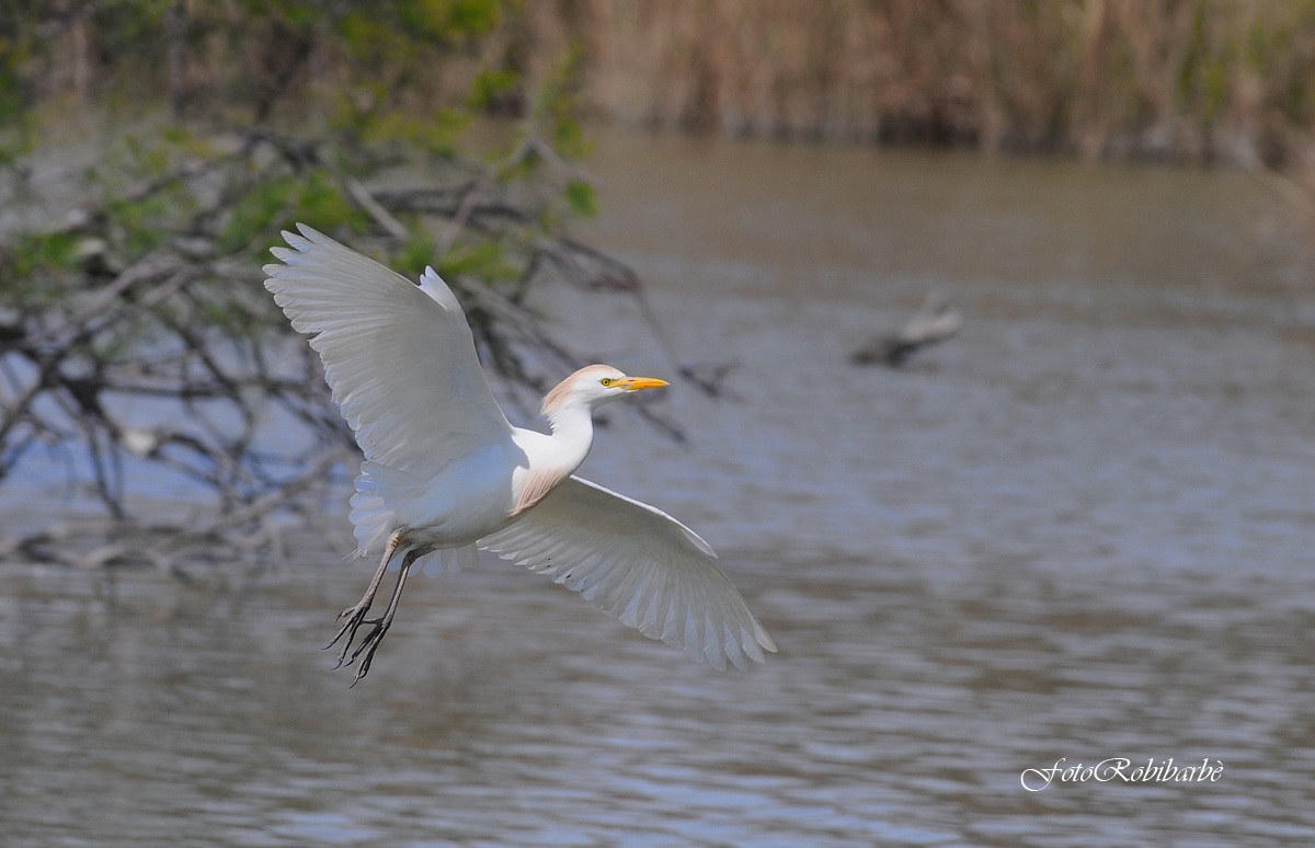 Guardabuoi ..in volo
