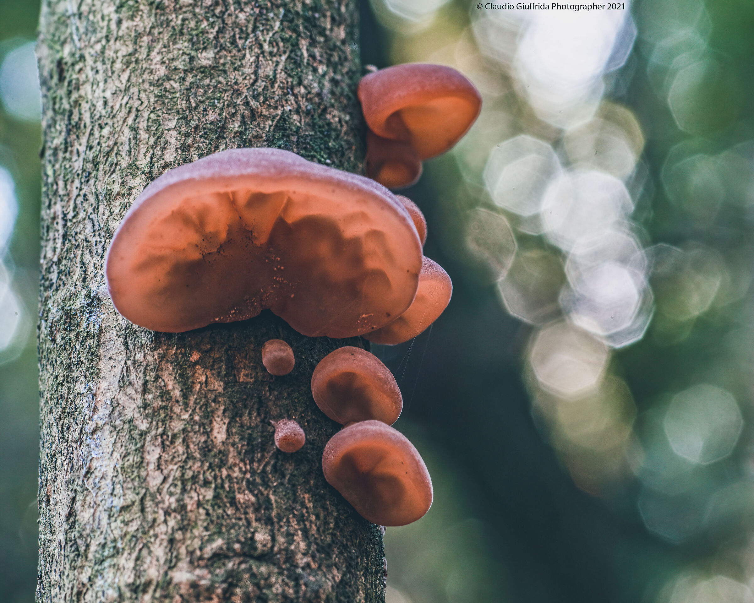 Mushrooms that look like candy