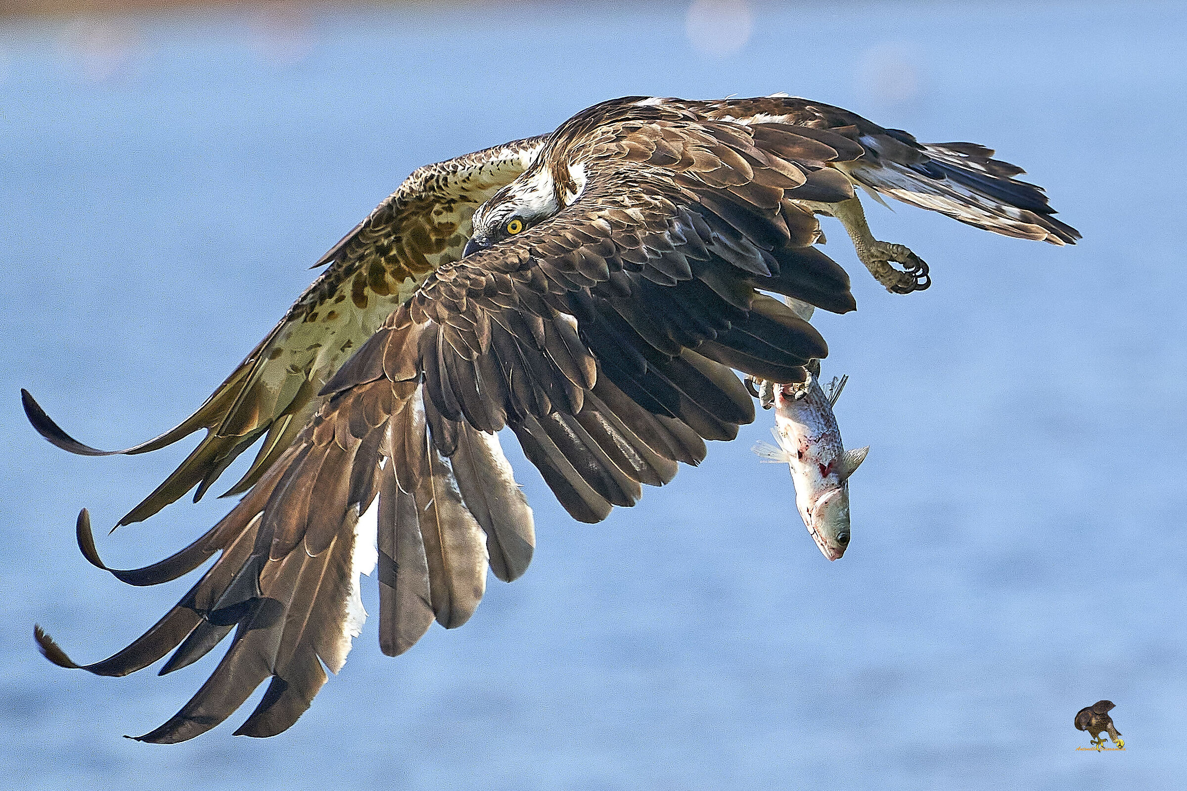 Falco Pescatore