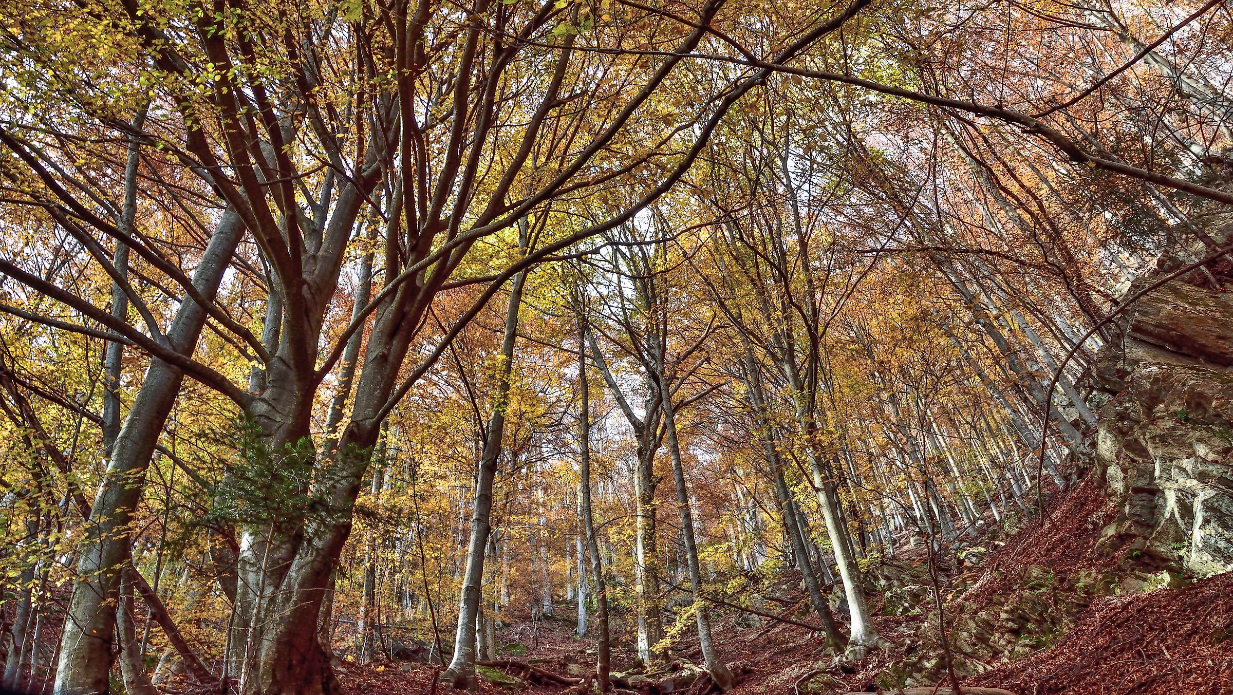 autunno 2020 ValSesia-Val Mastallone