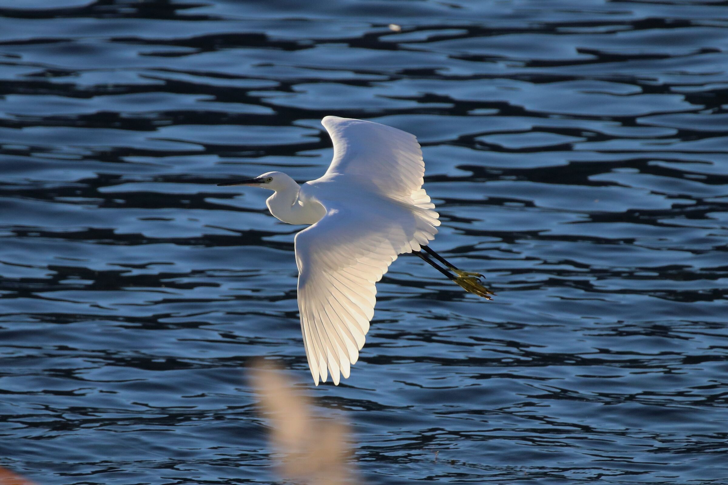 egret
