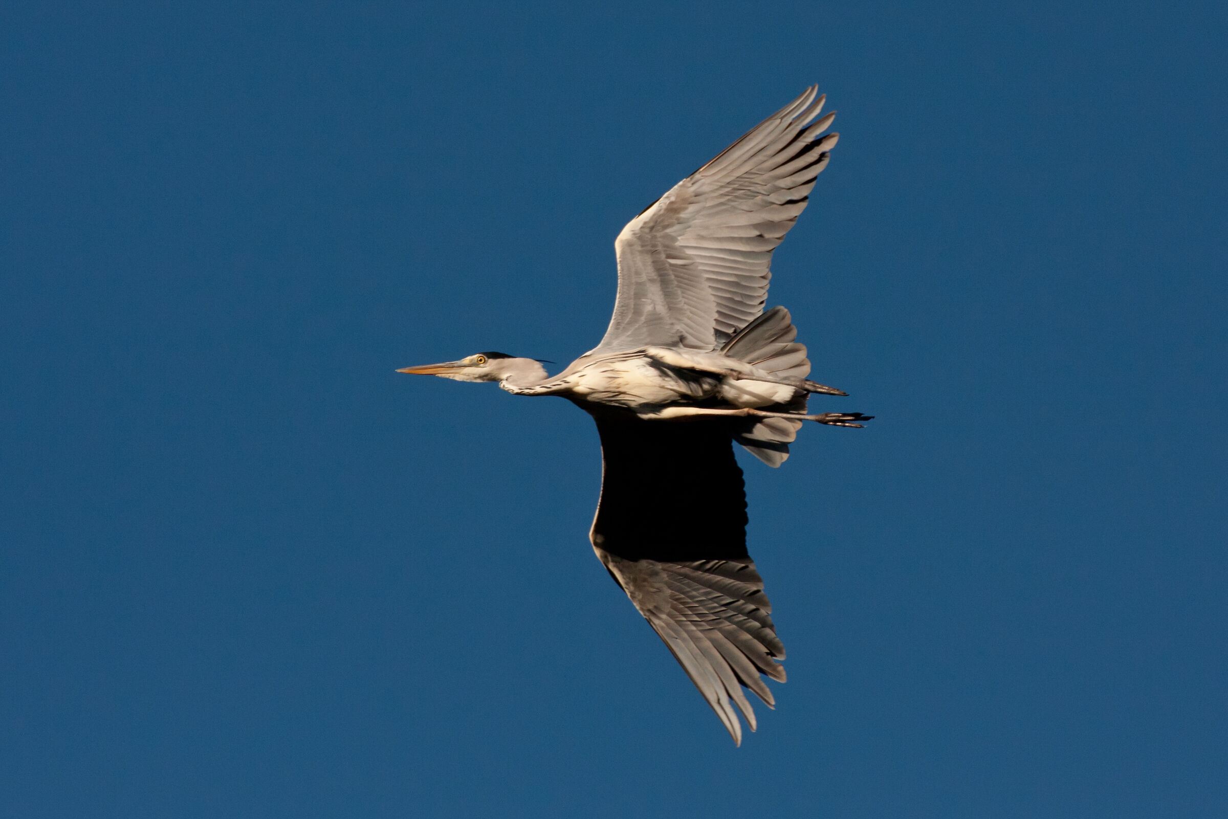 Gray heron low flight.