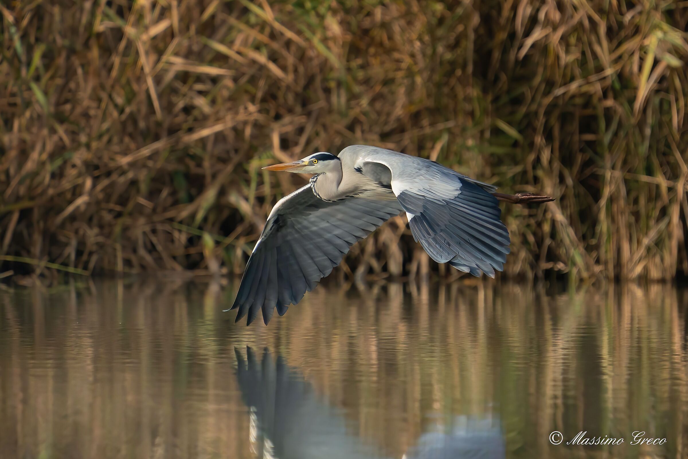 Grey heron