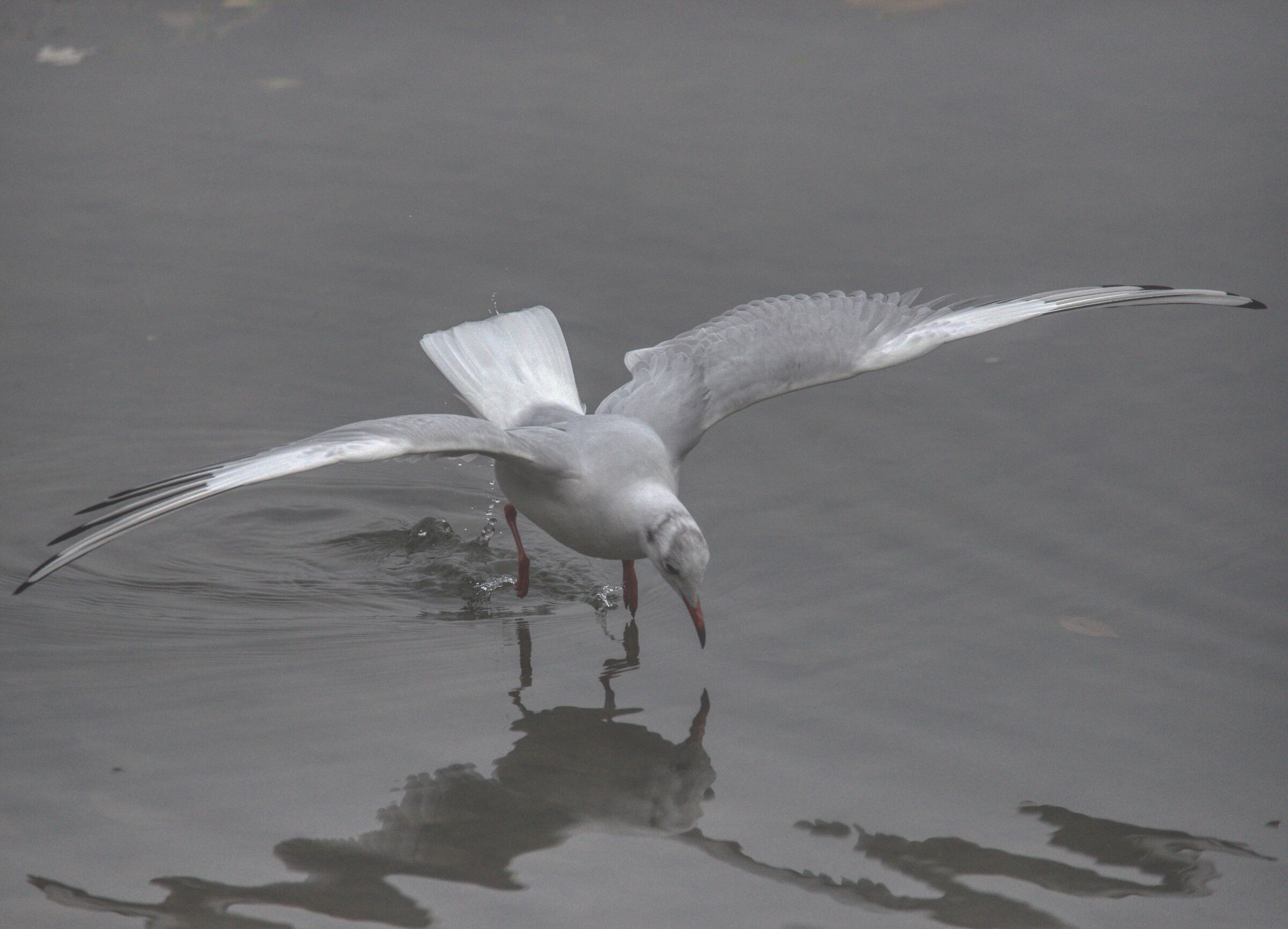 Riflesso del gabbiano