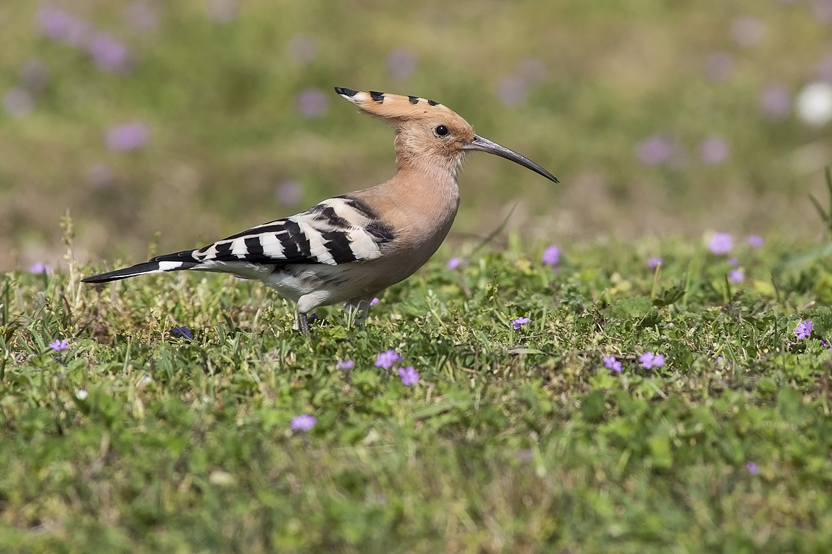 hoopoe
