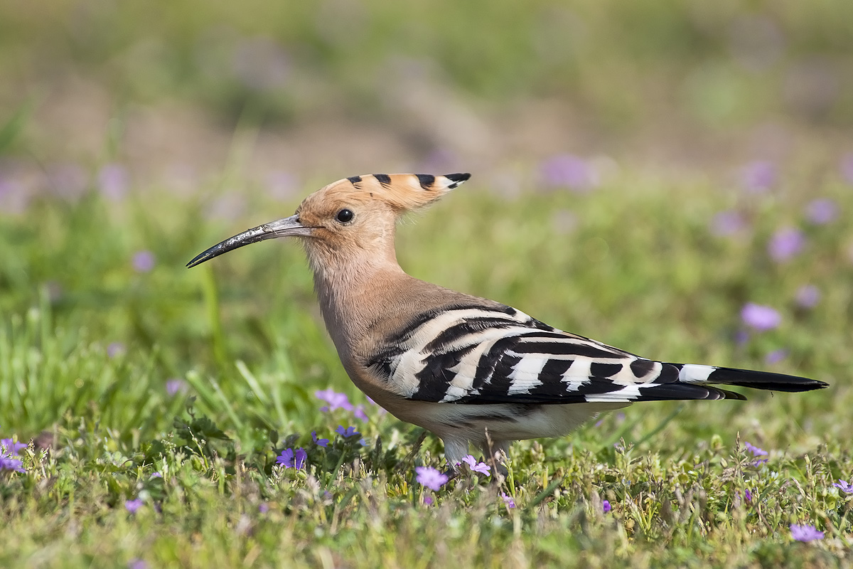 hoopoe