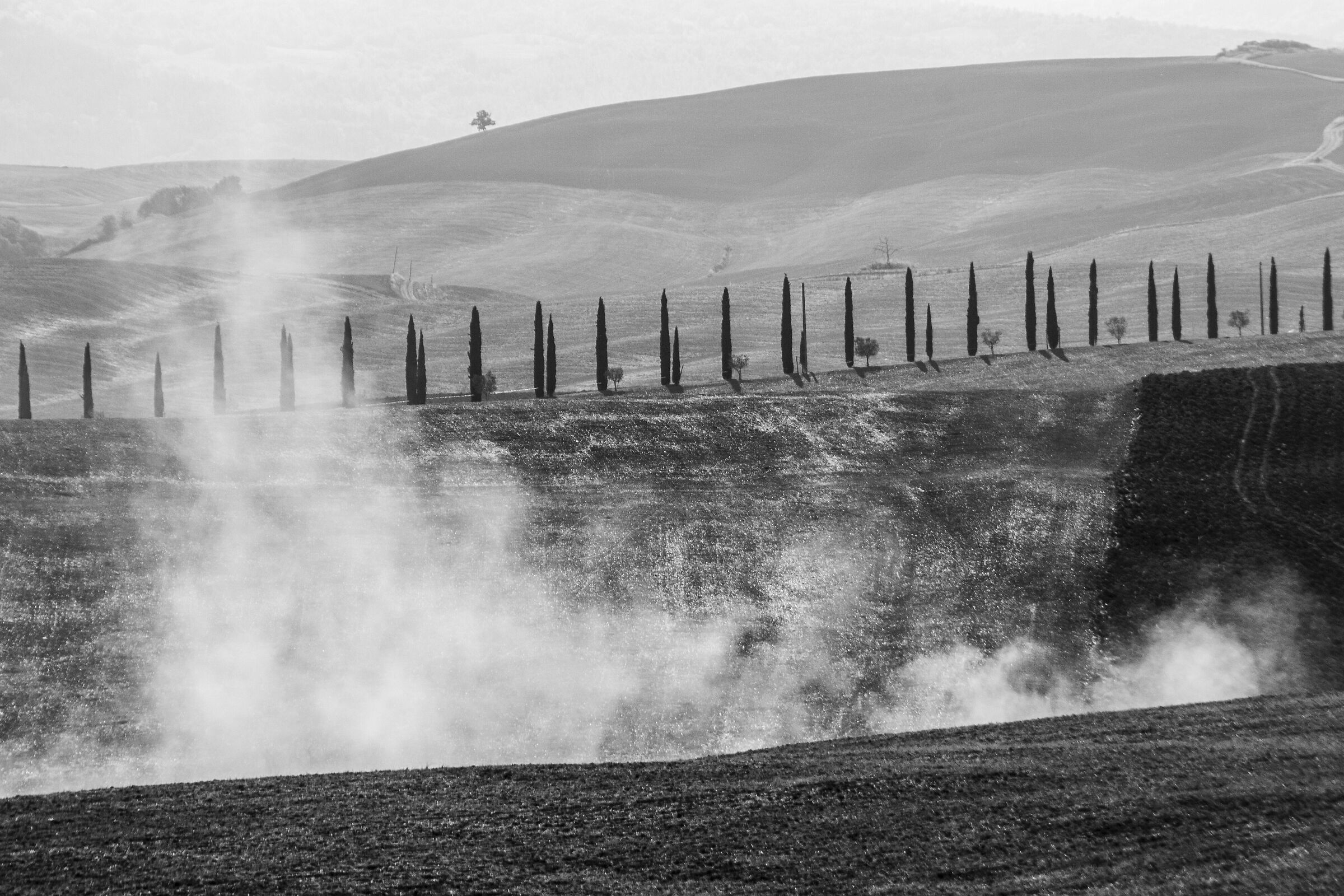 Cypresses and powder