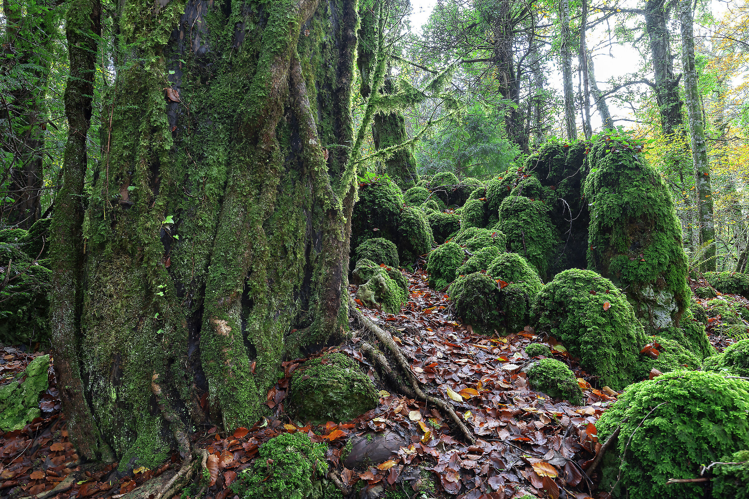 Grande tasso e muschio