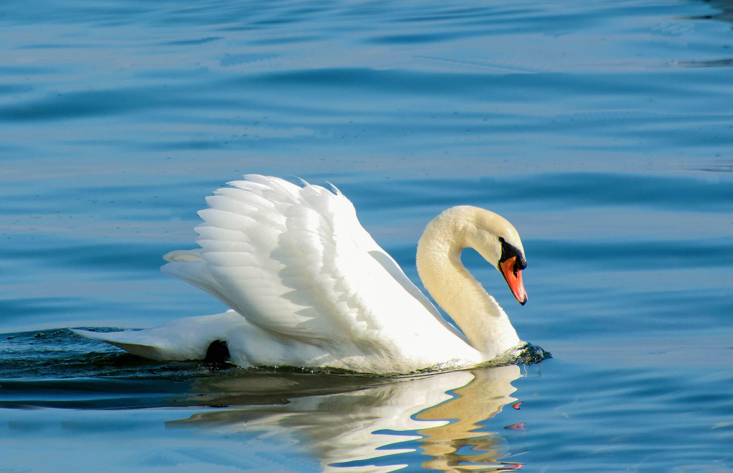 Mute swan