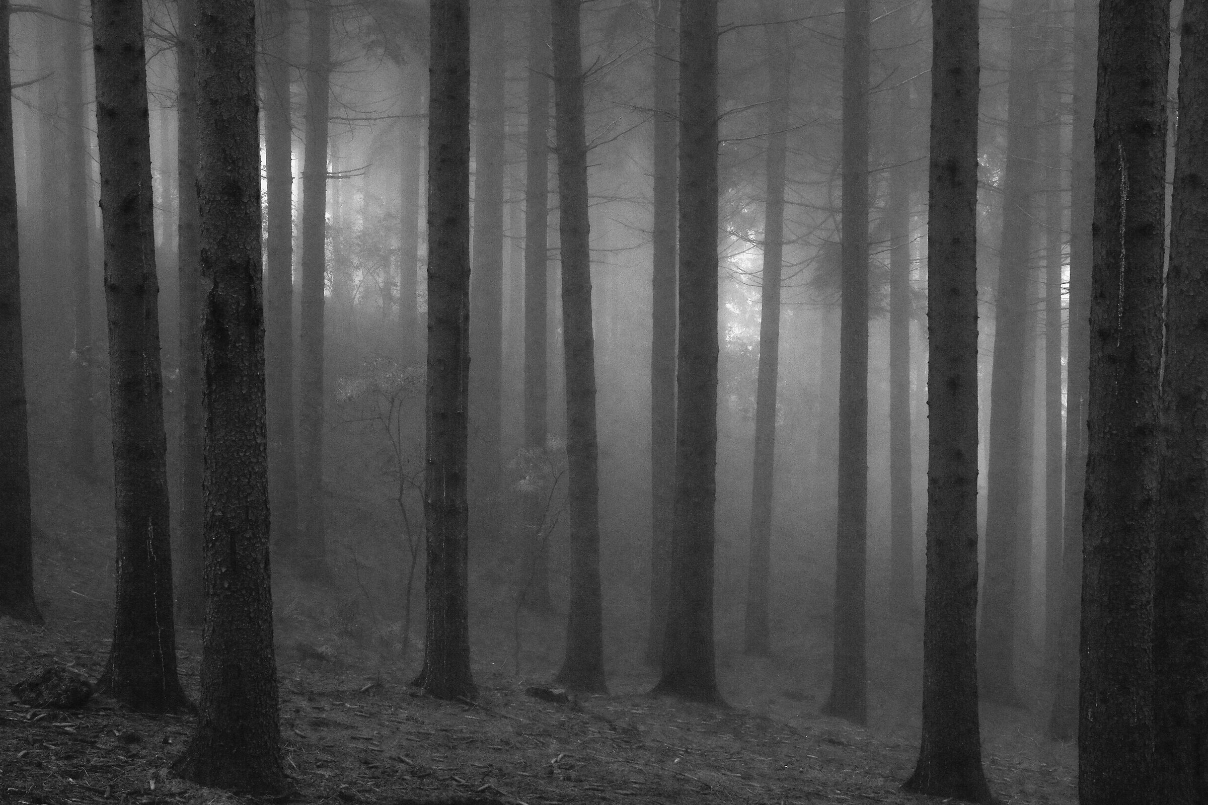 Fog in the pine forest