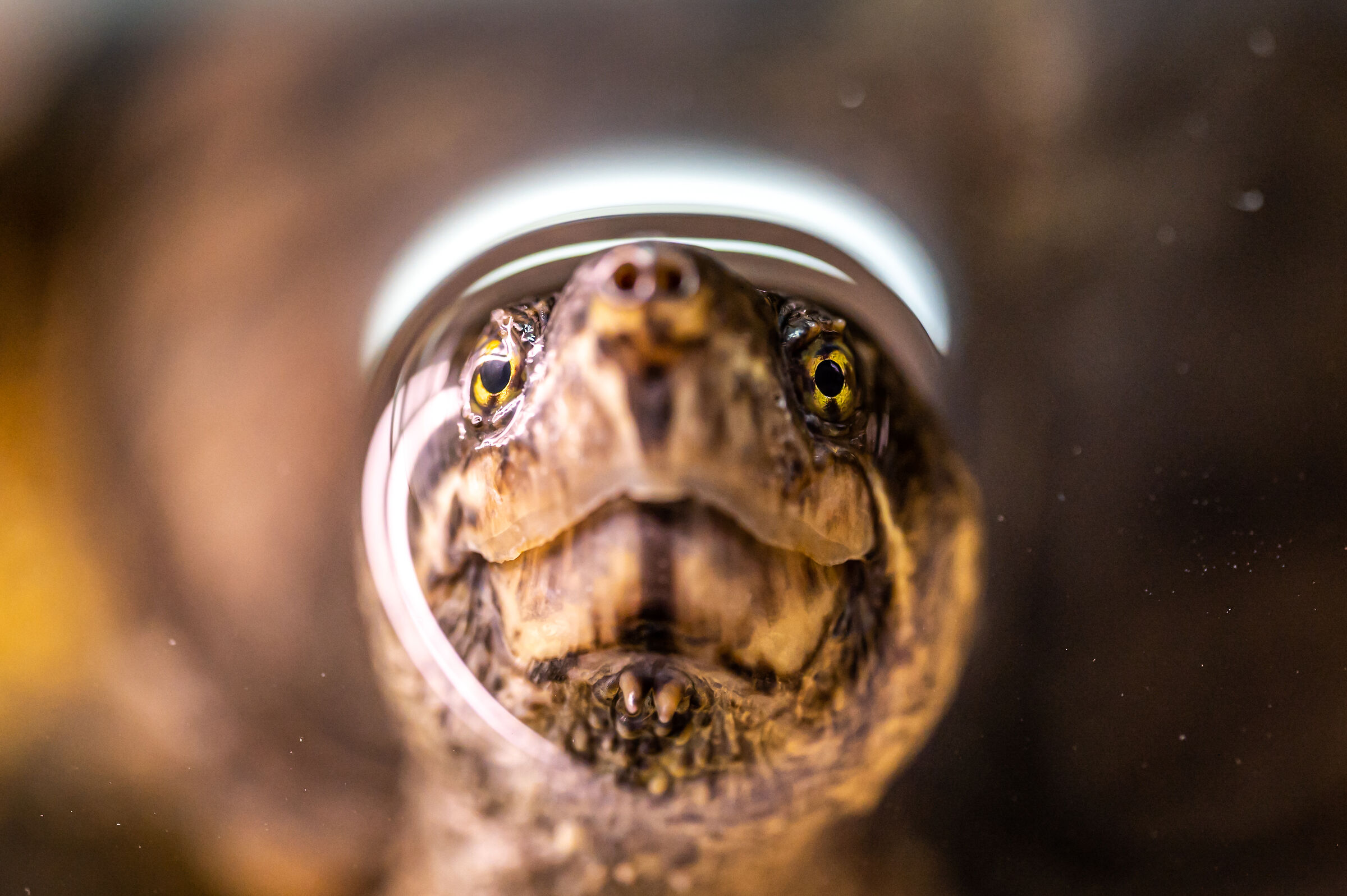 tartaruga nana cresciuta in cattività nikkor Z MC 105...