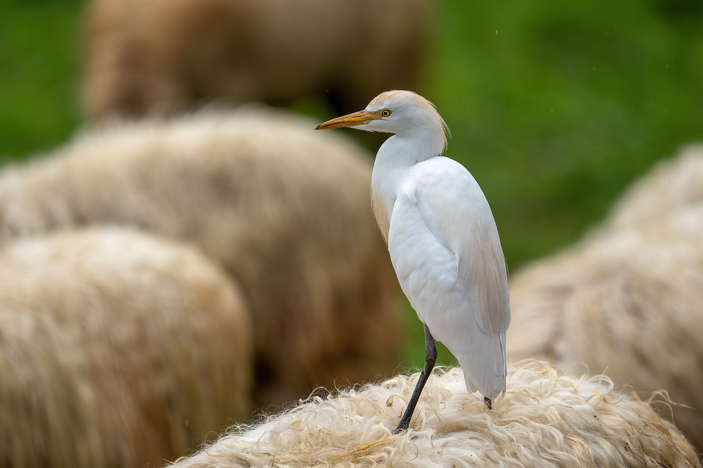 Airone guarda...pecore