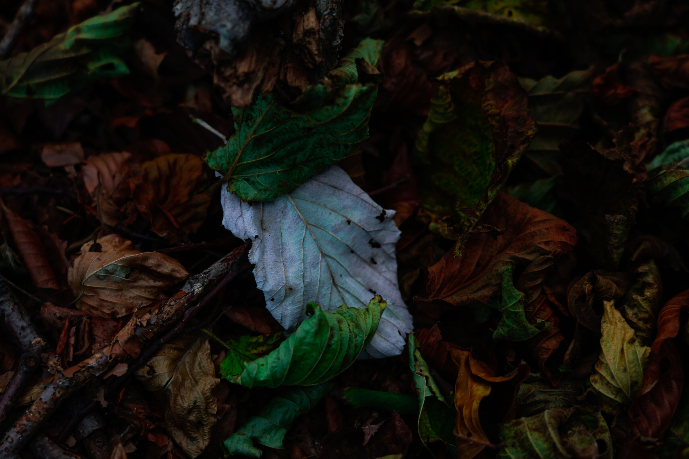 A piedi nudi nel parco