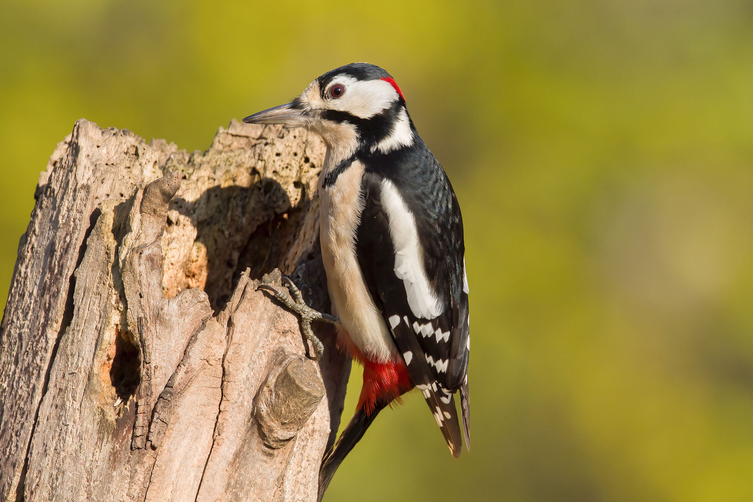 Greater red woodpecker