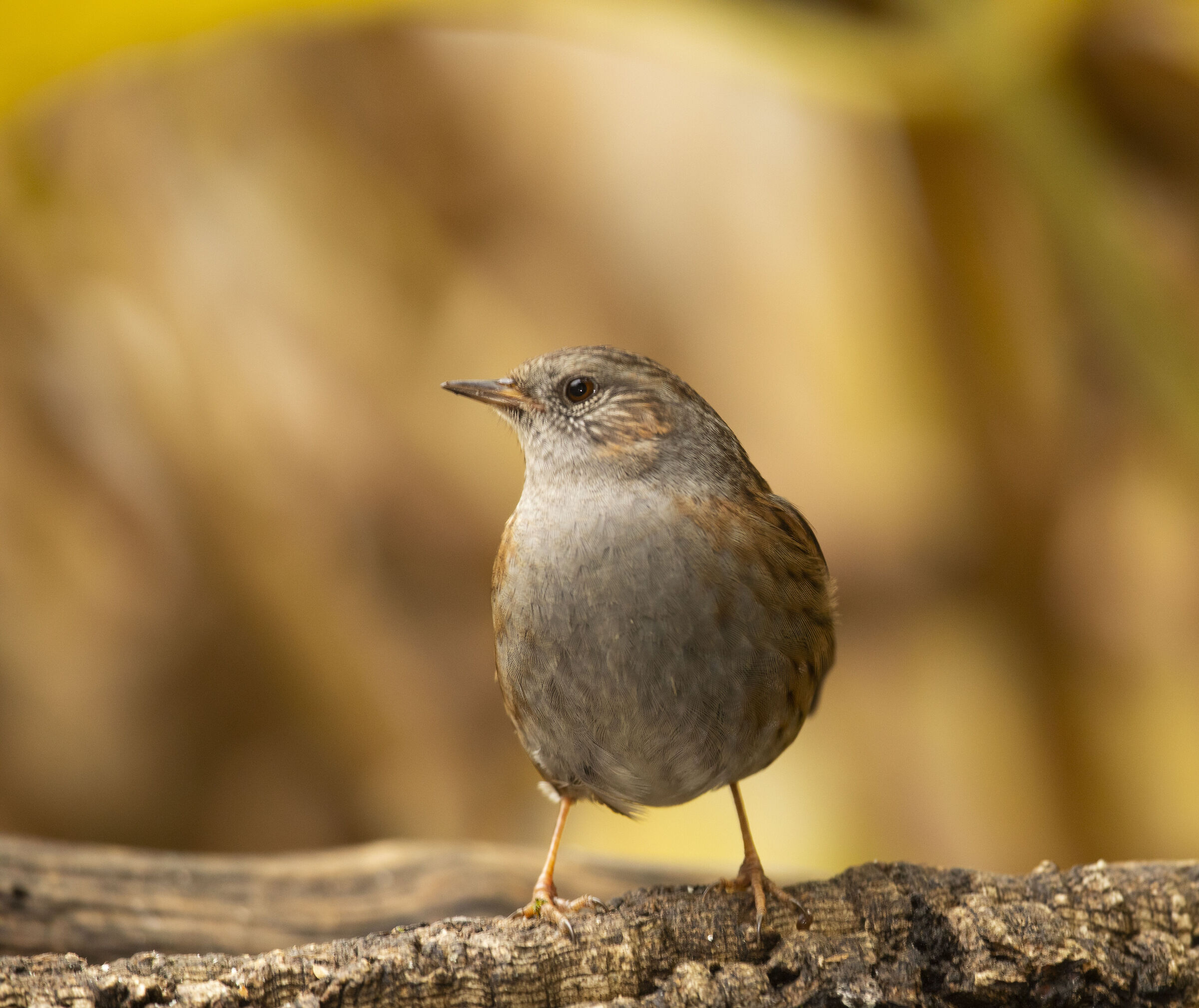 Dunnock