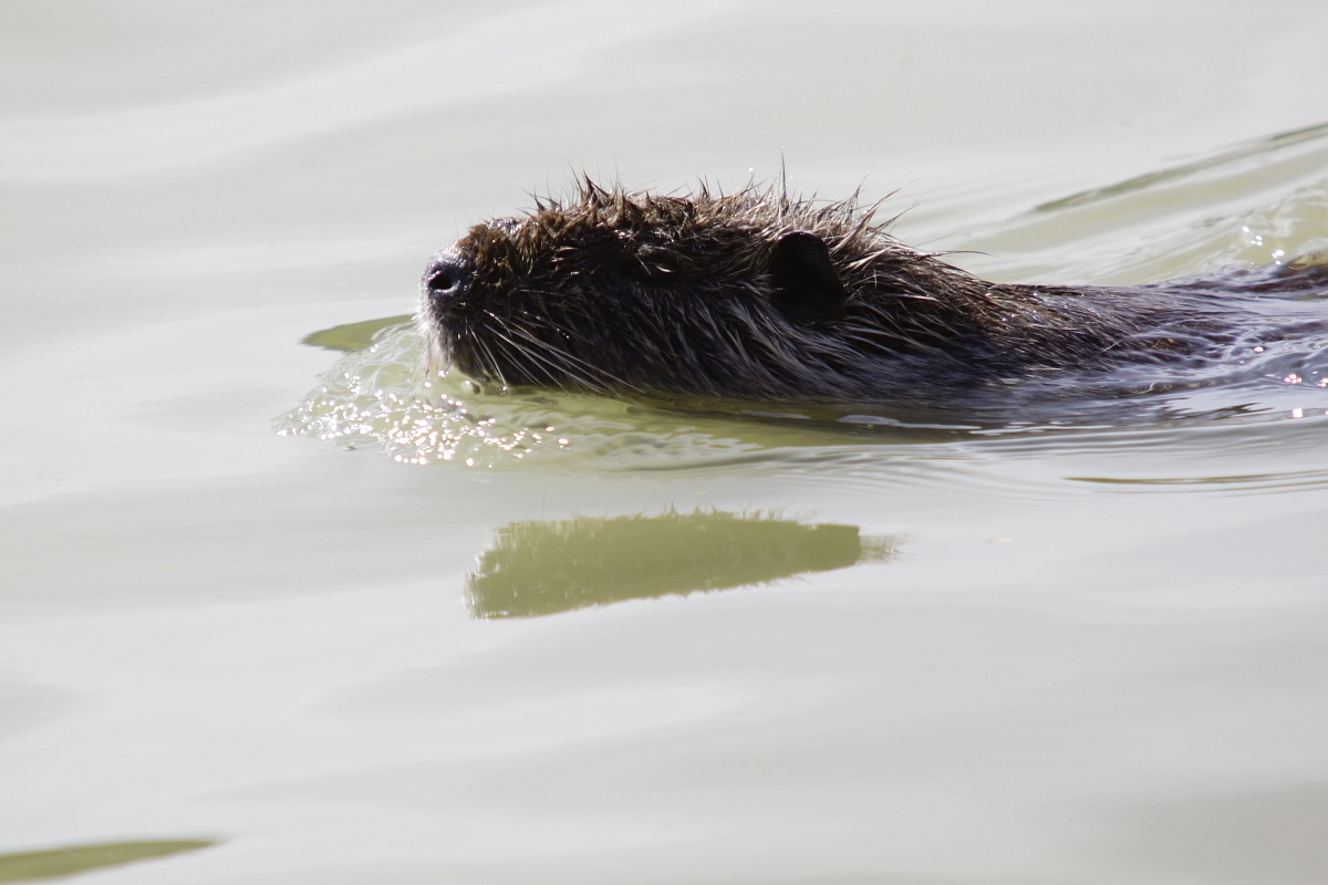 nutria