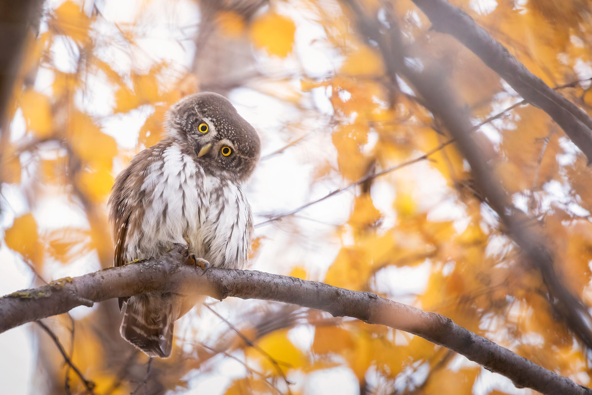 Adornata con foglie d'oro