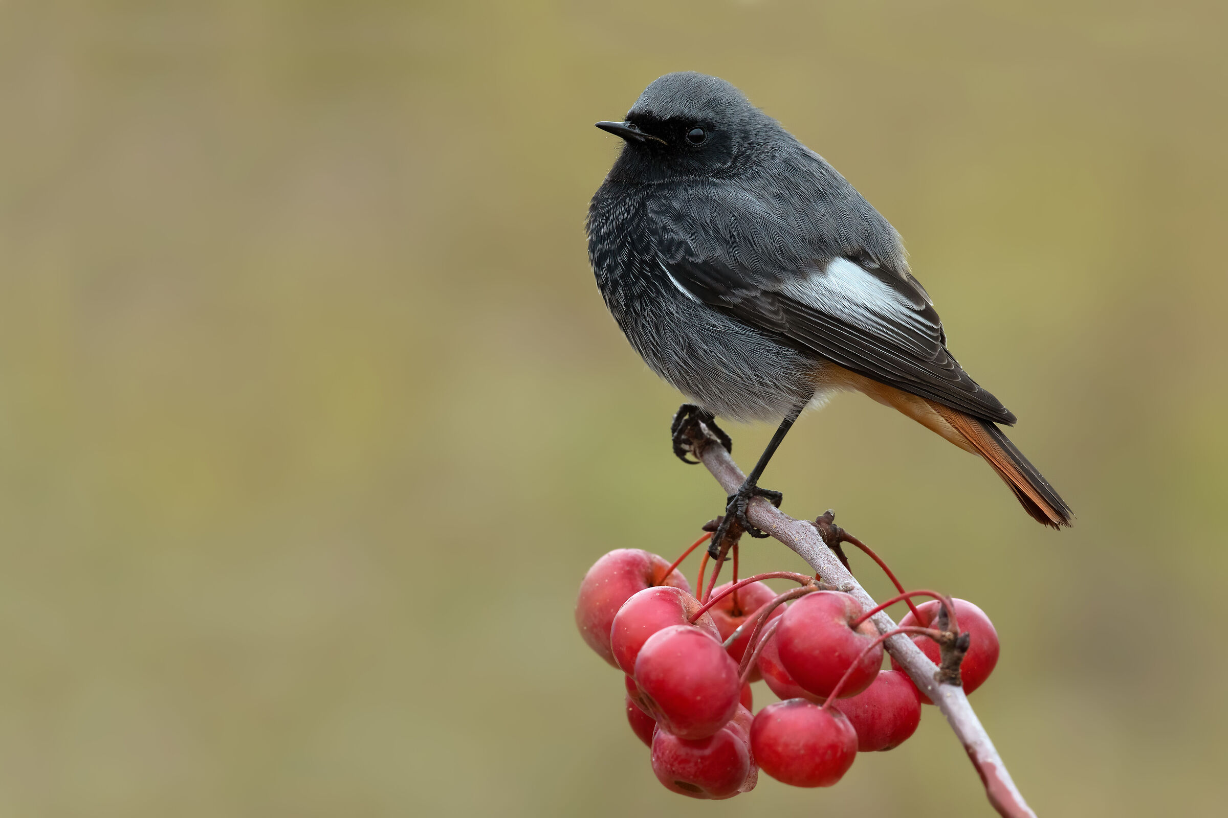 Black redstart