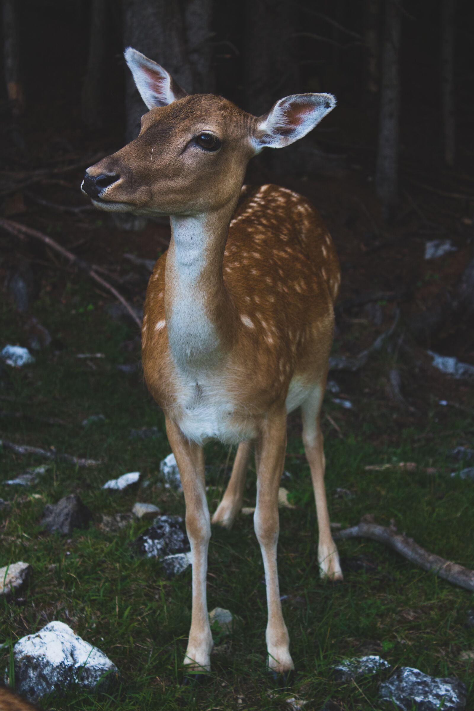 "bambi"