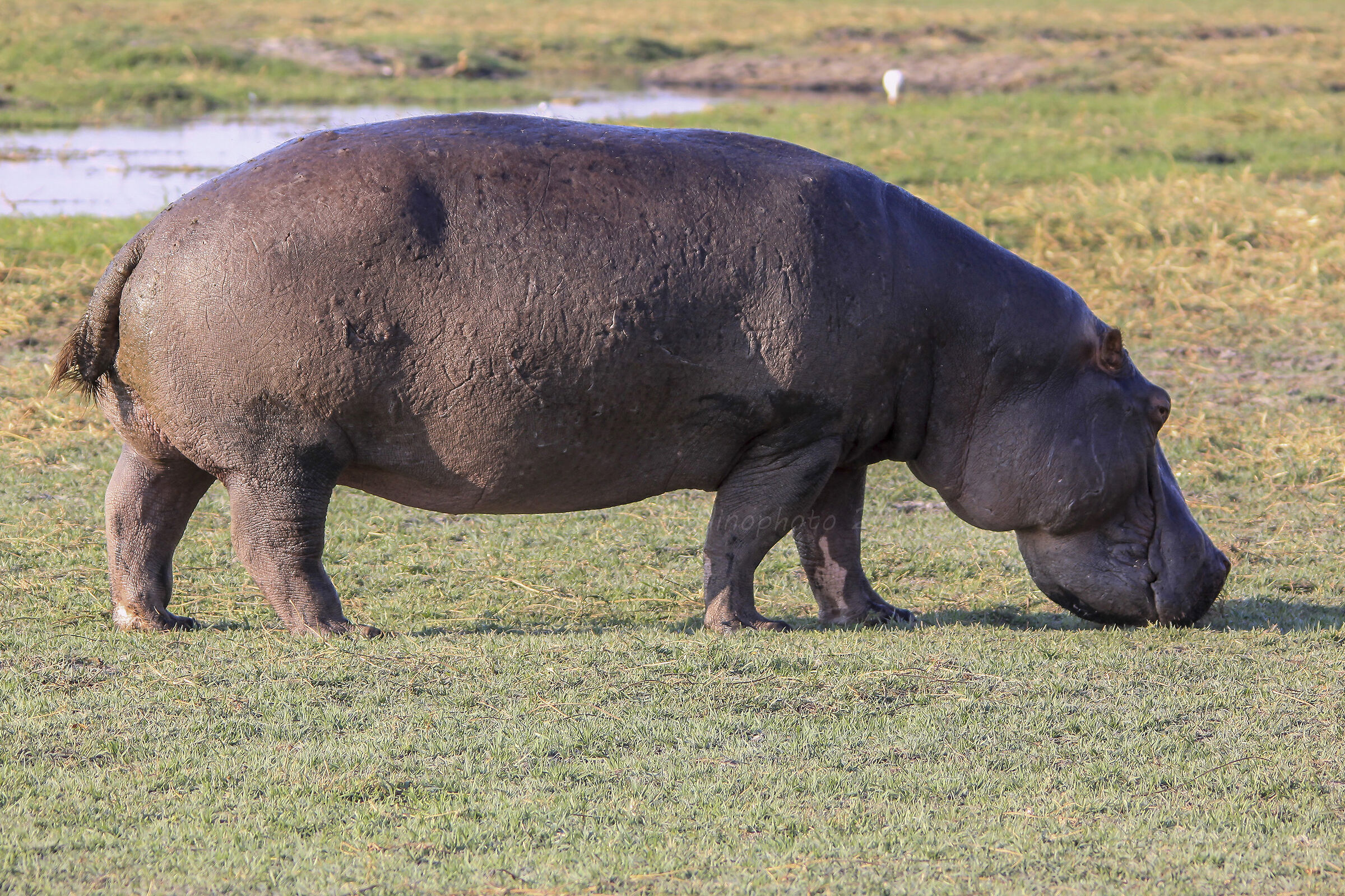 Da abbastanza vicino.....per intero.