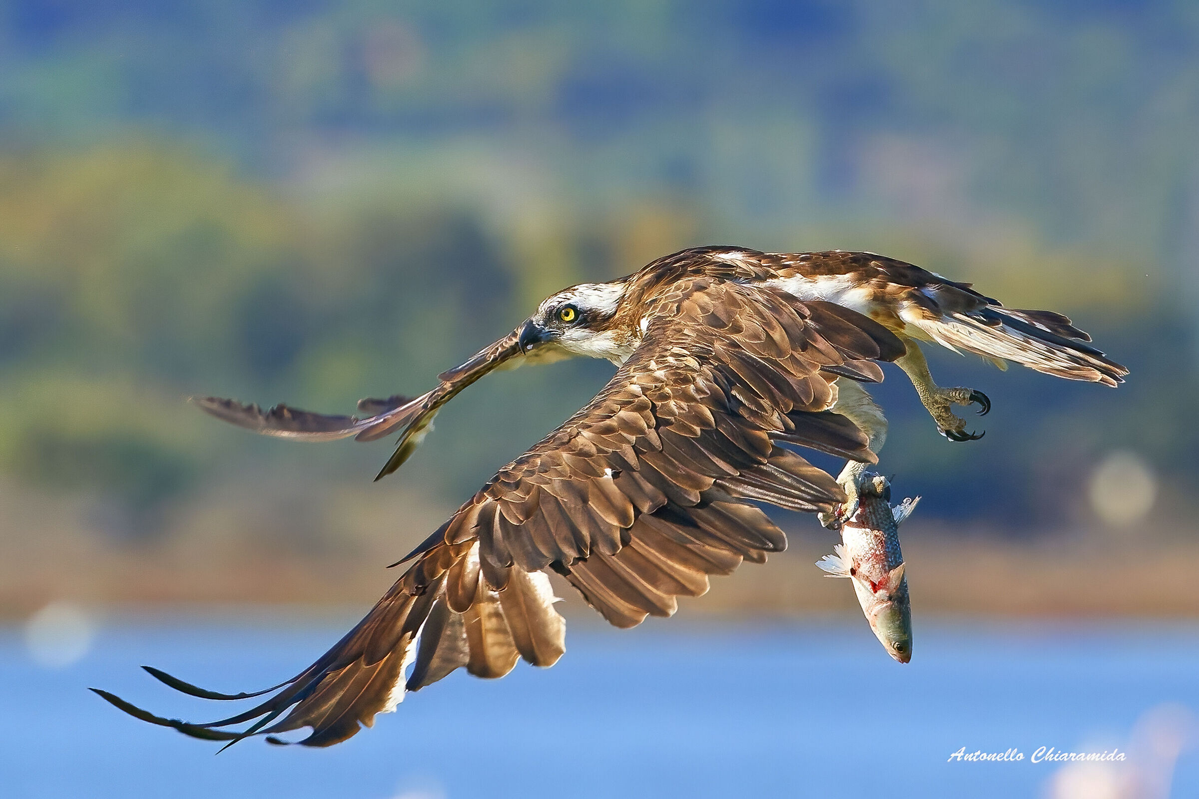 Falco Pescatore