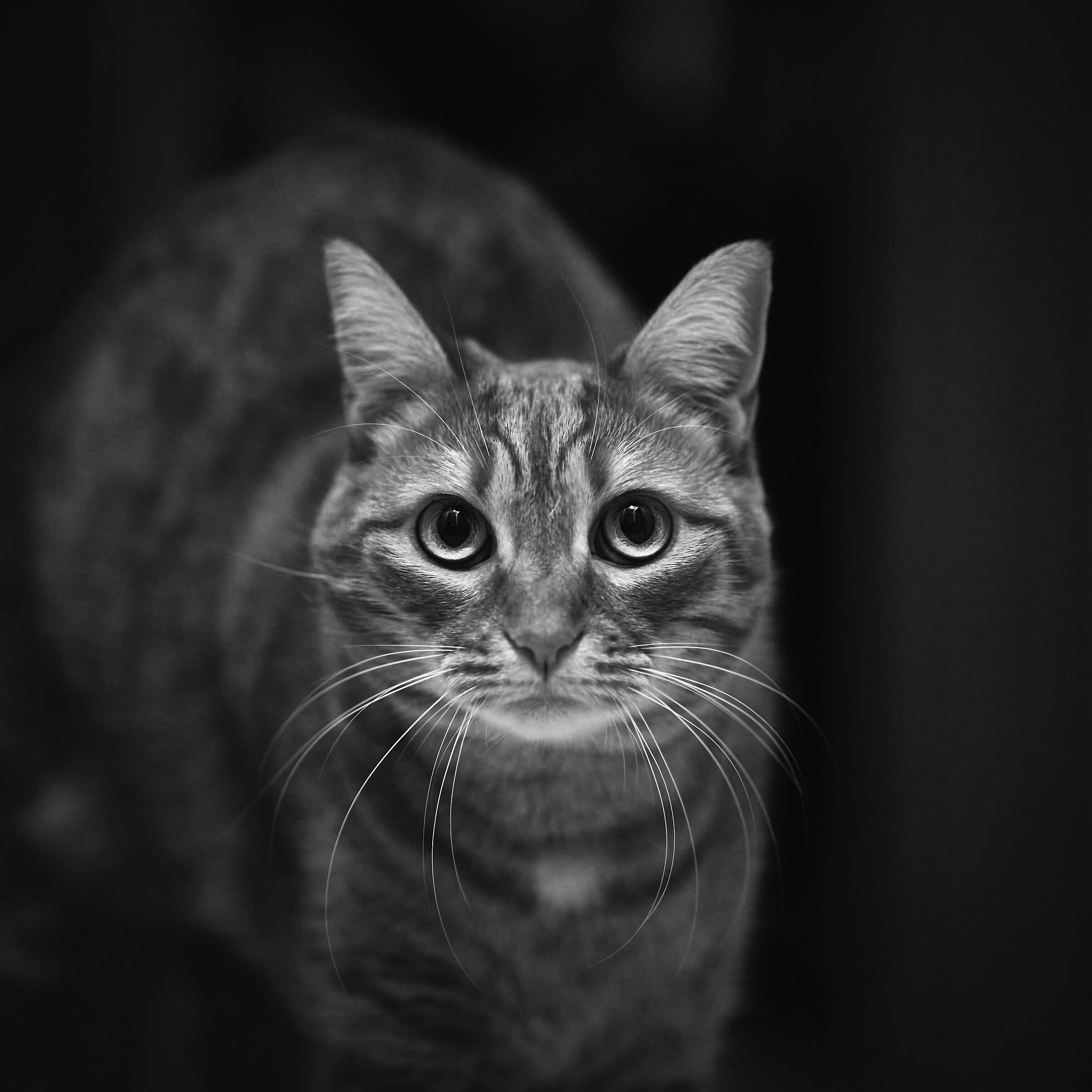 Penny