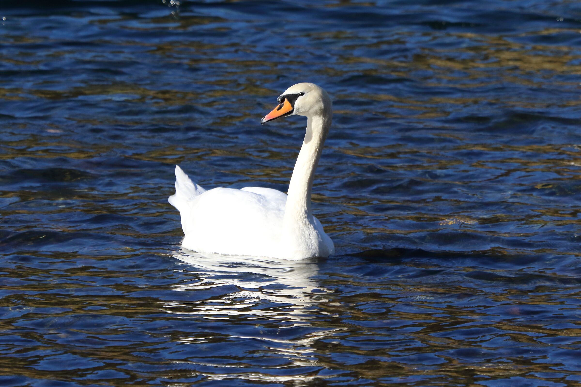 swan