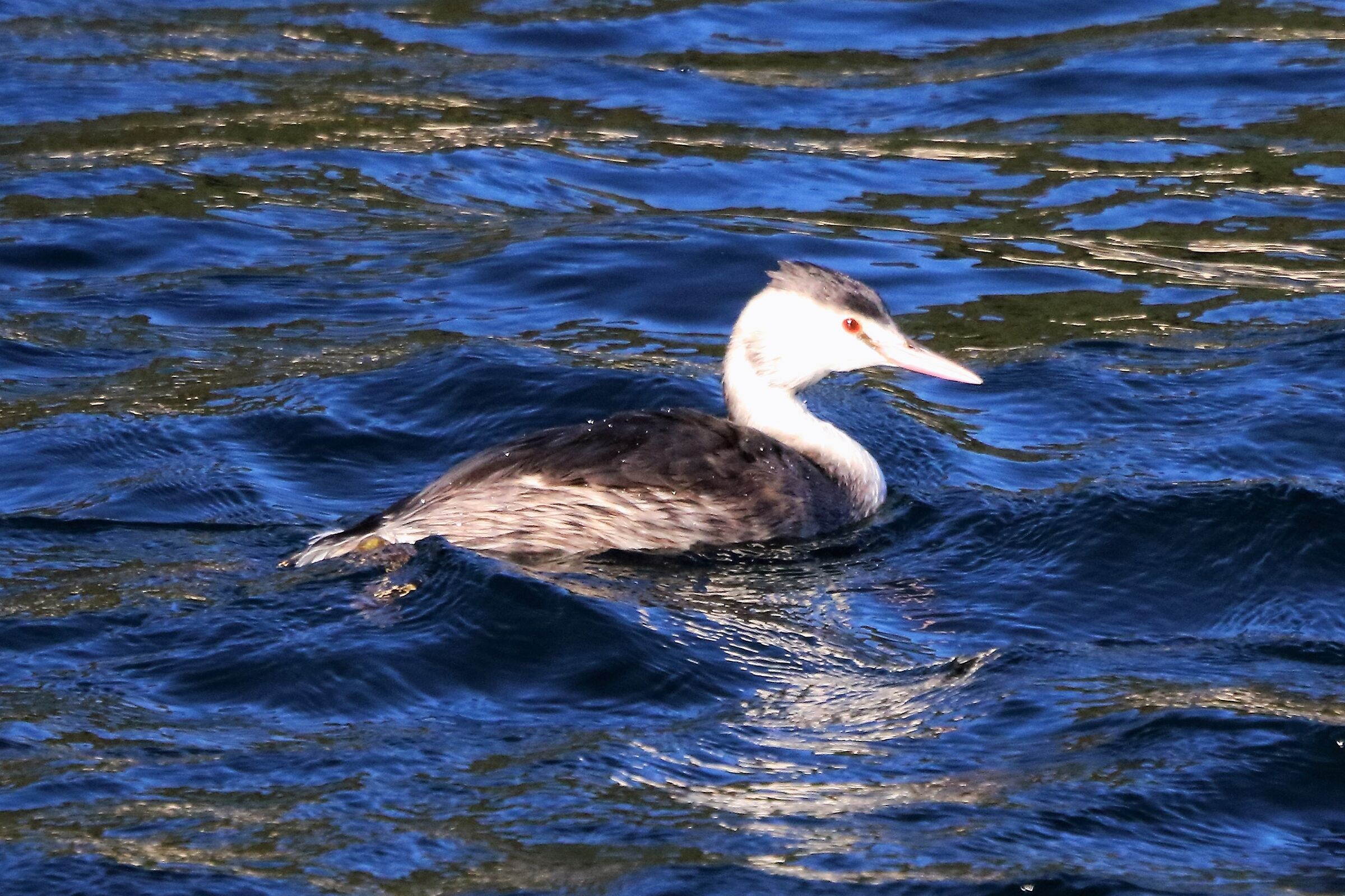 grebe