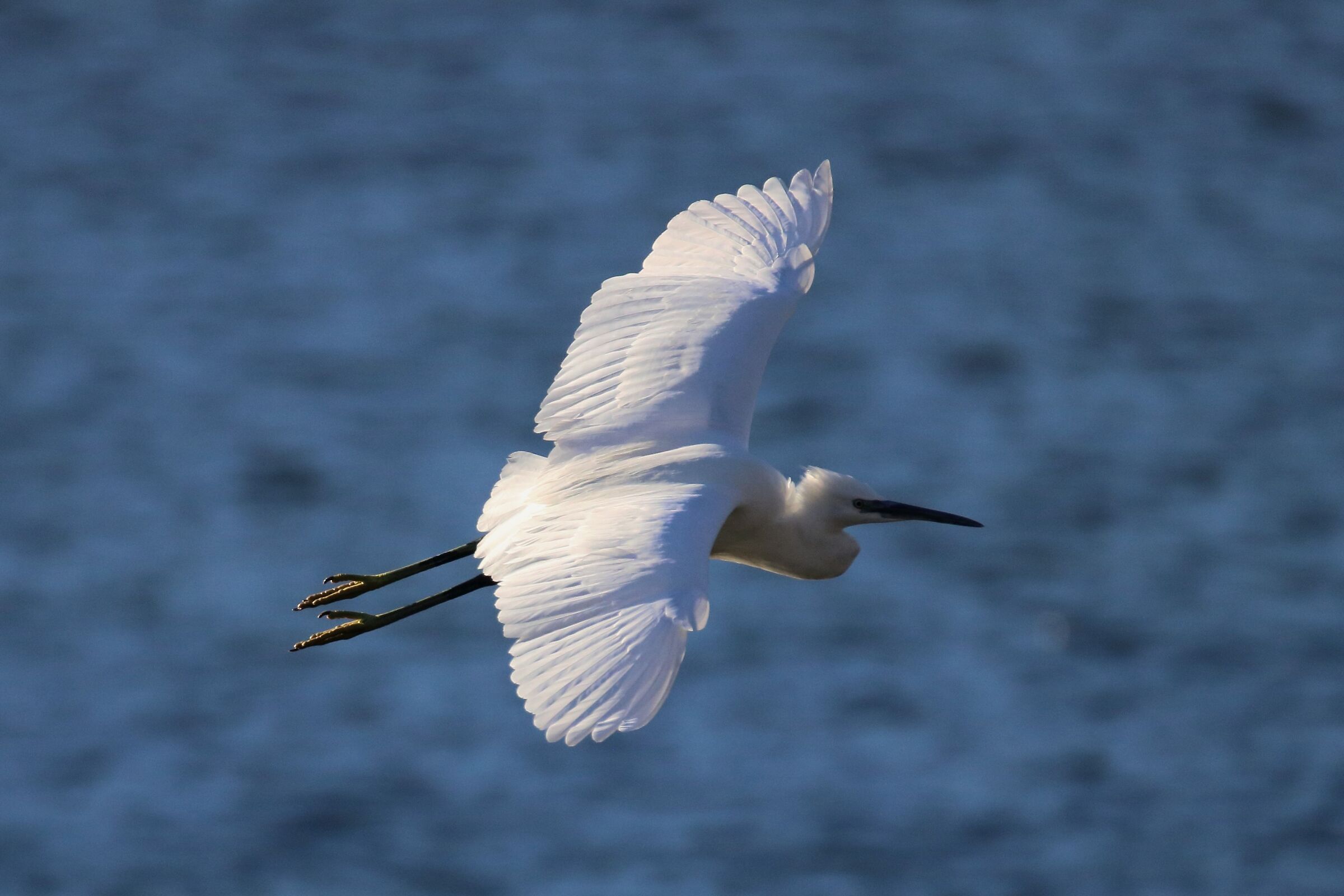 egret