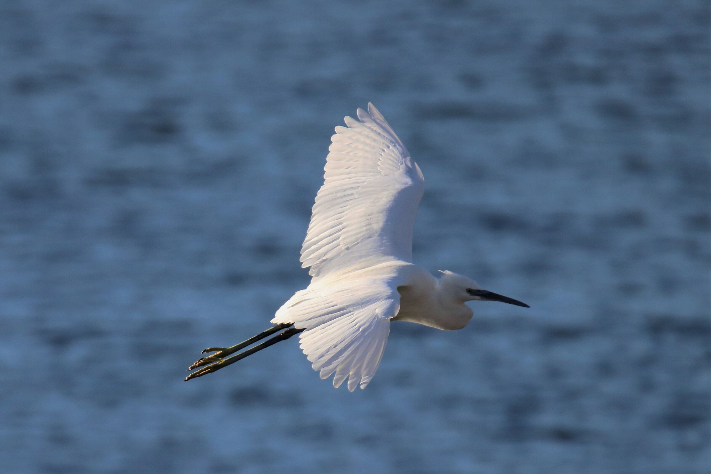 egret