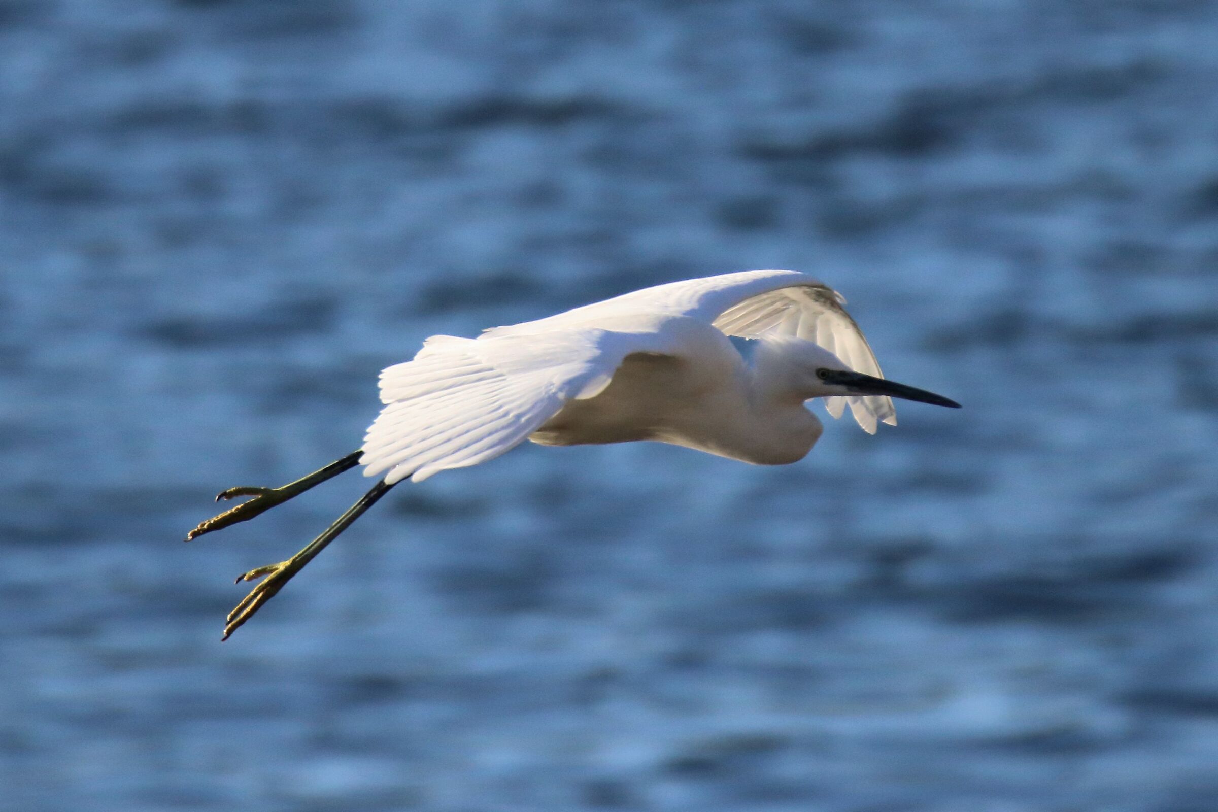 egret