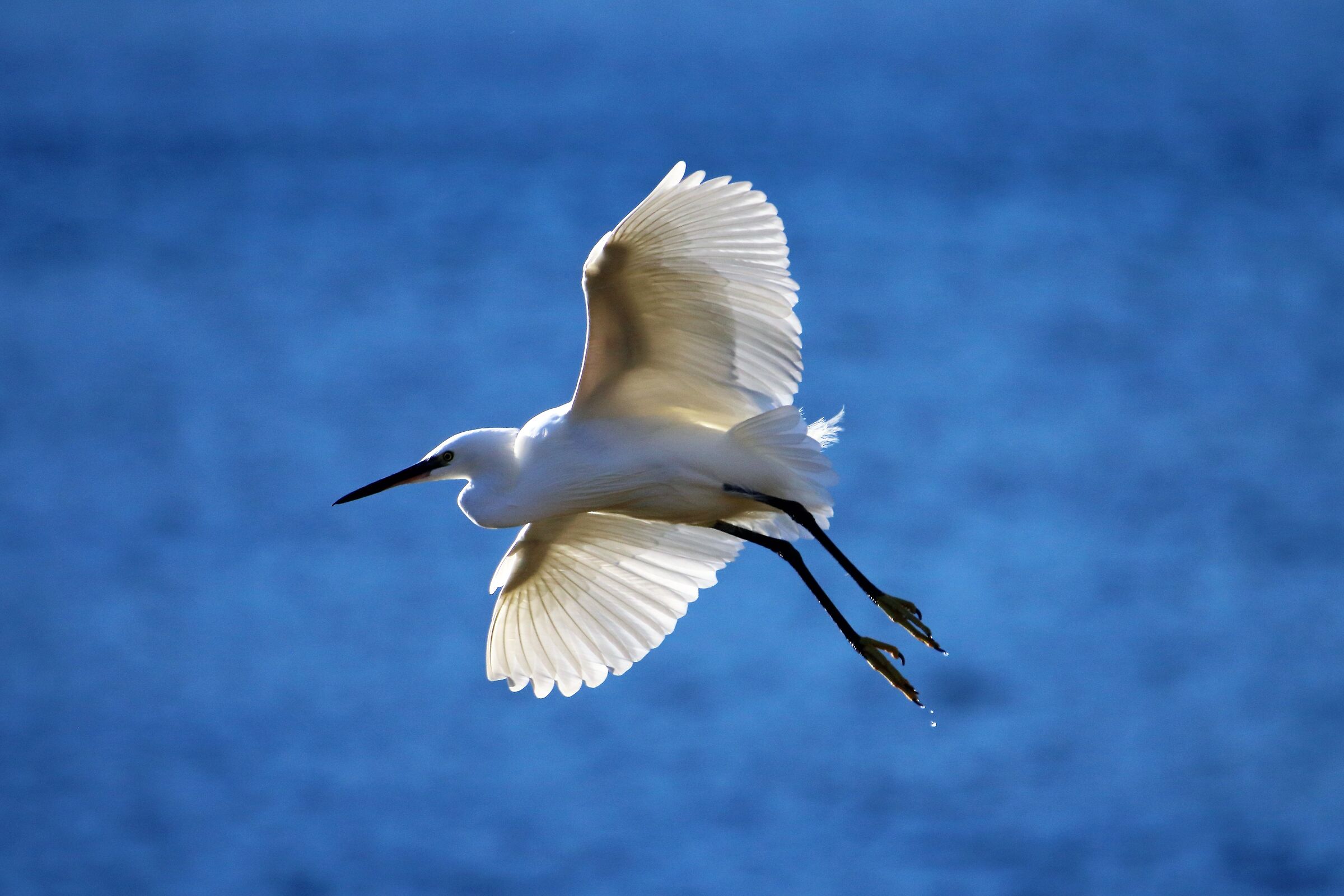 egret