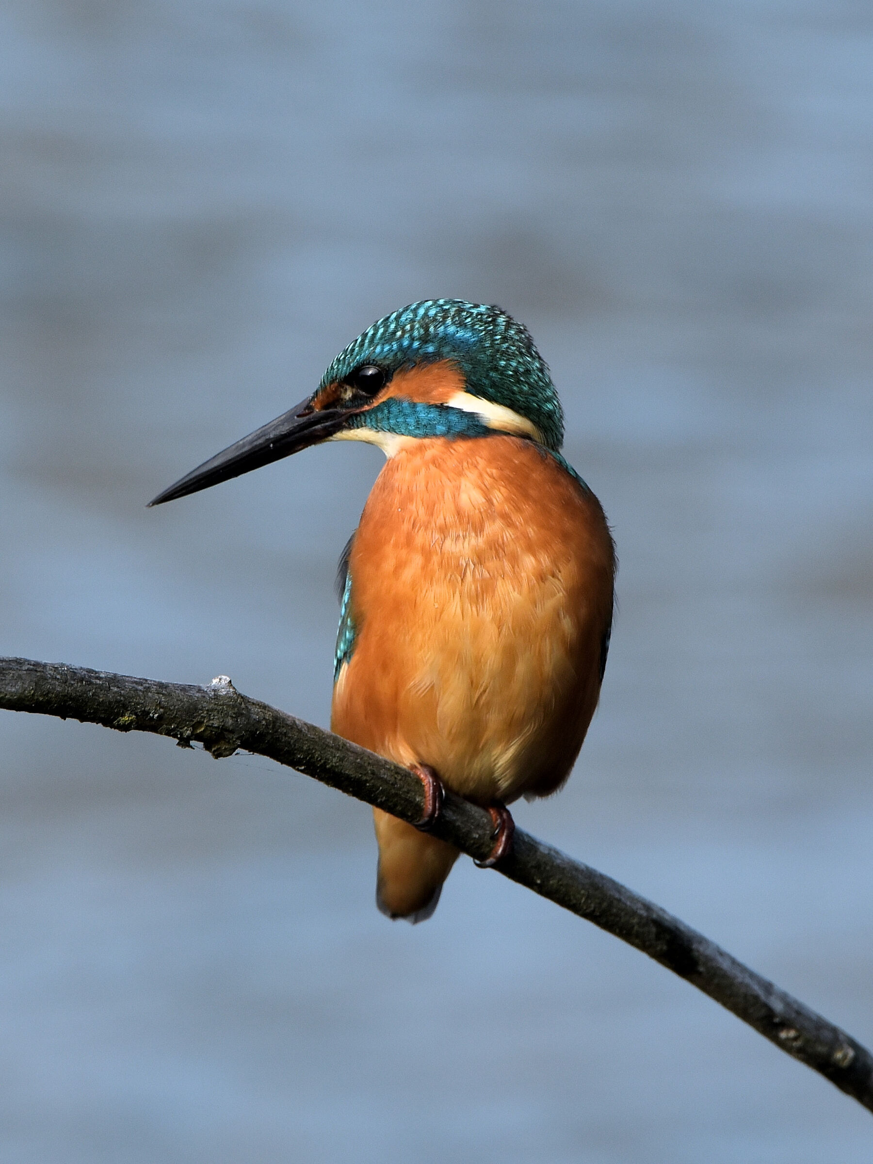 Kingfisher