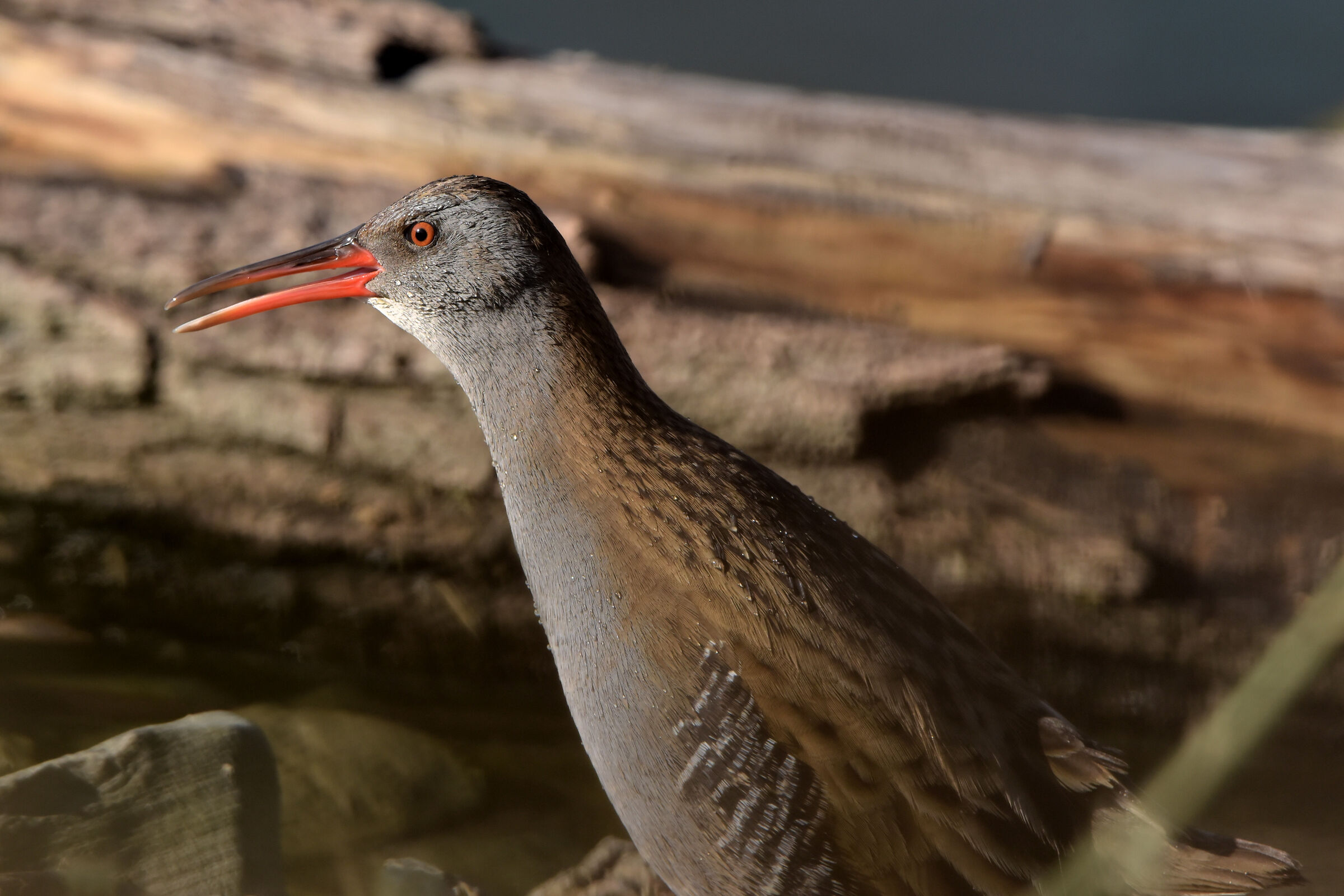Water rail