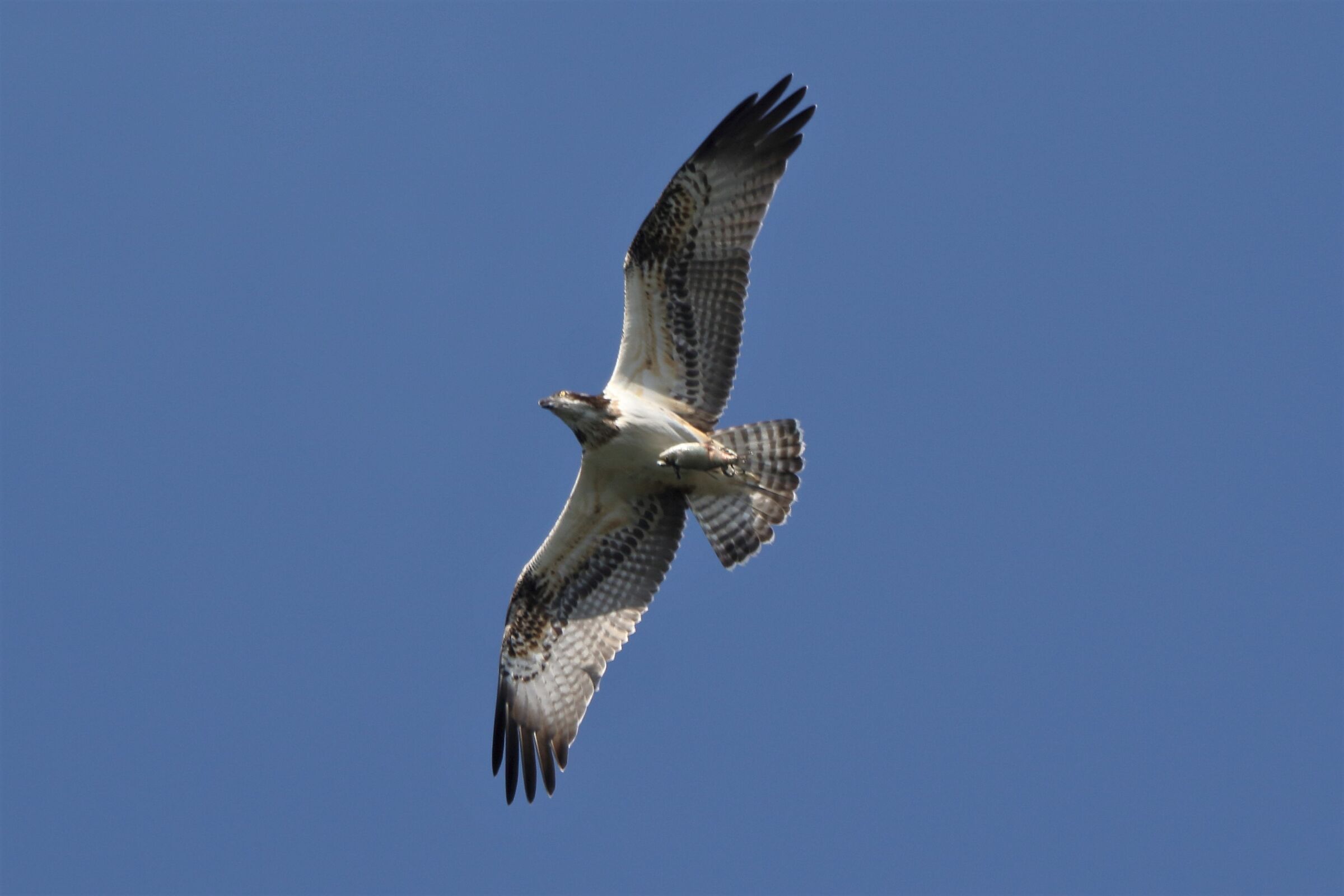 Osprey with prey 260