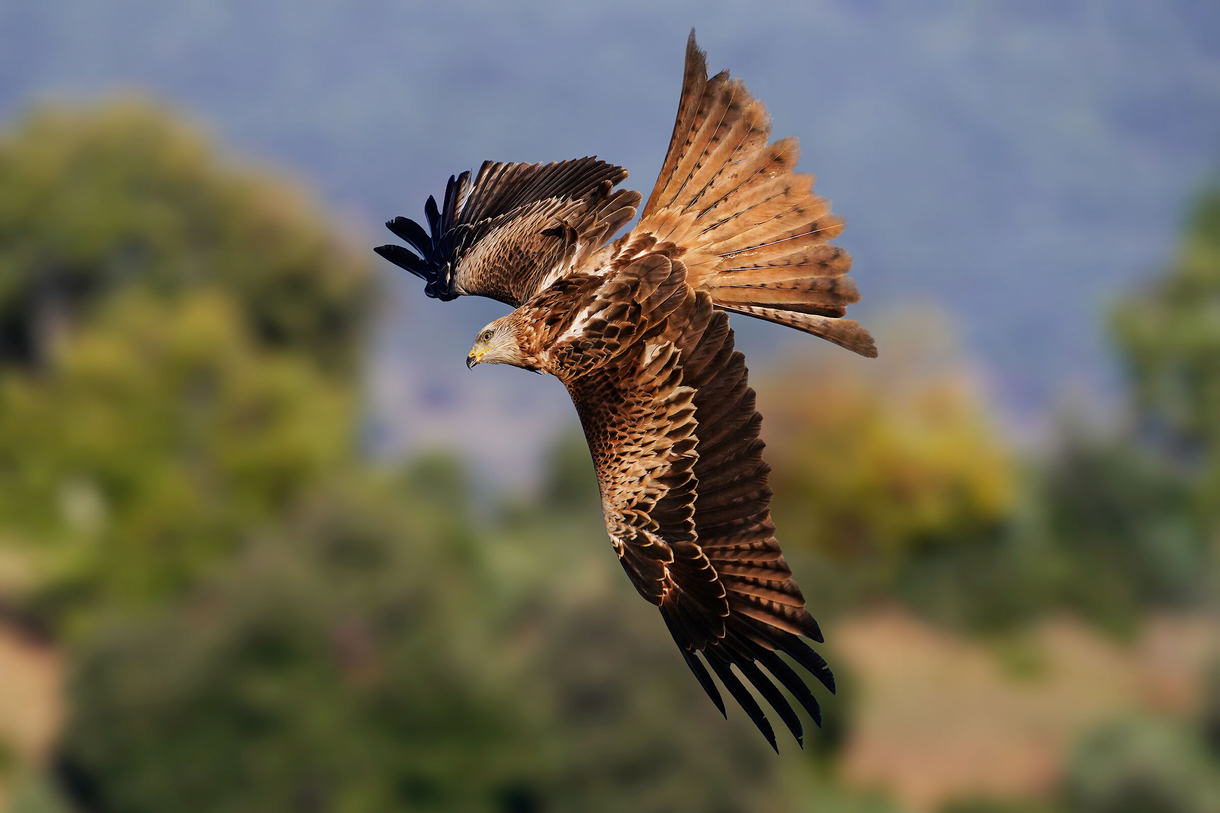 Red kite