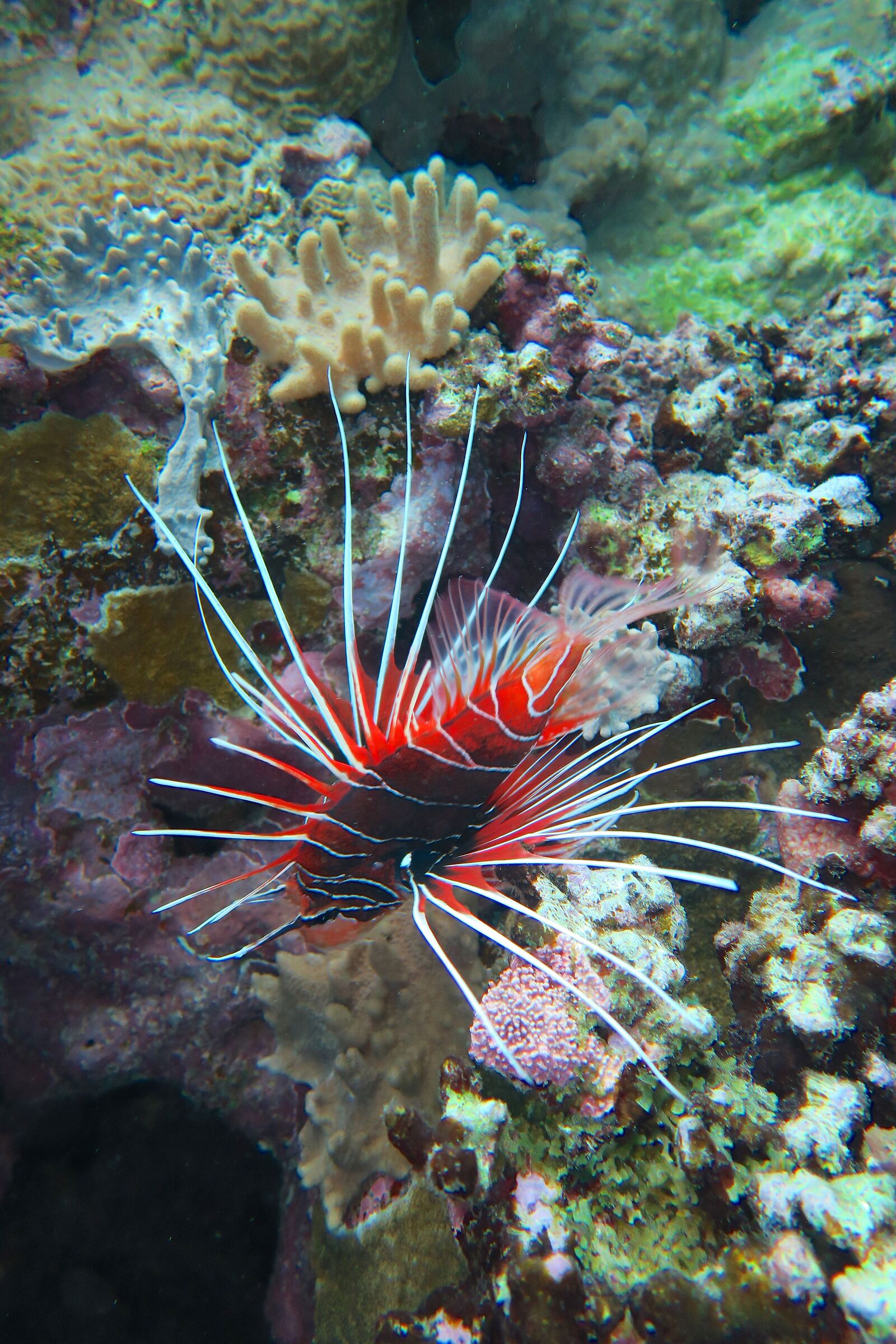 Marsa alam