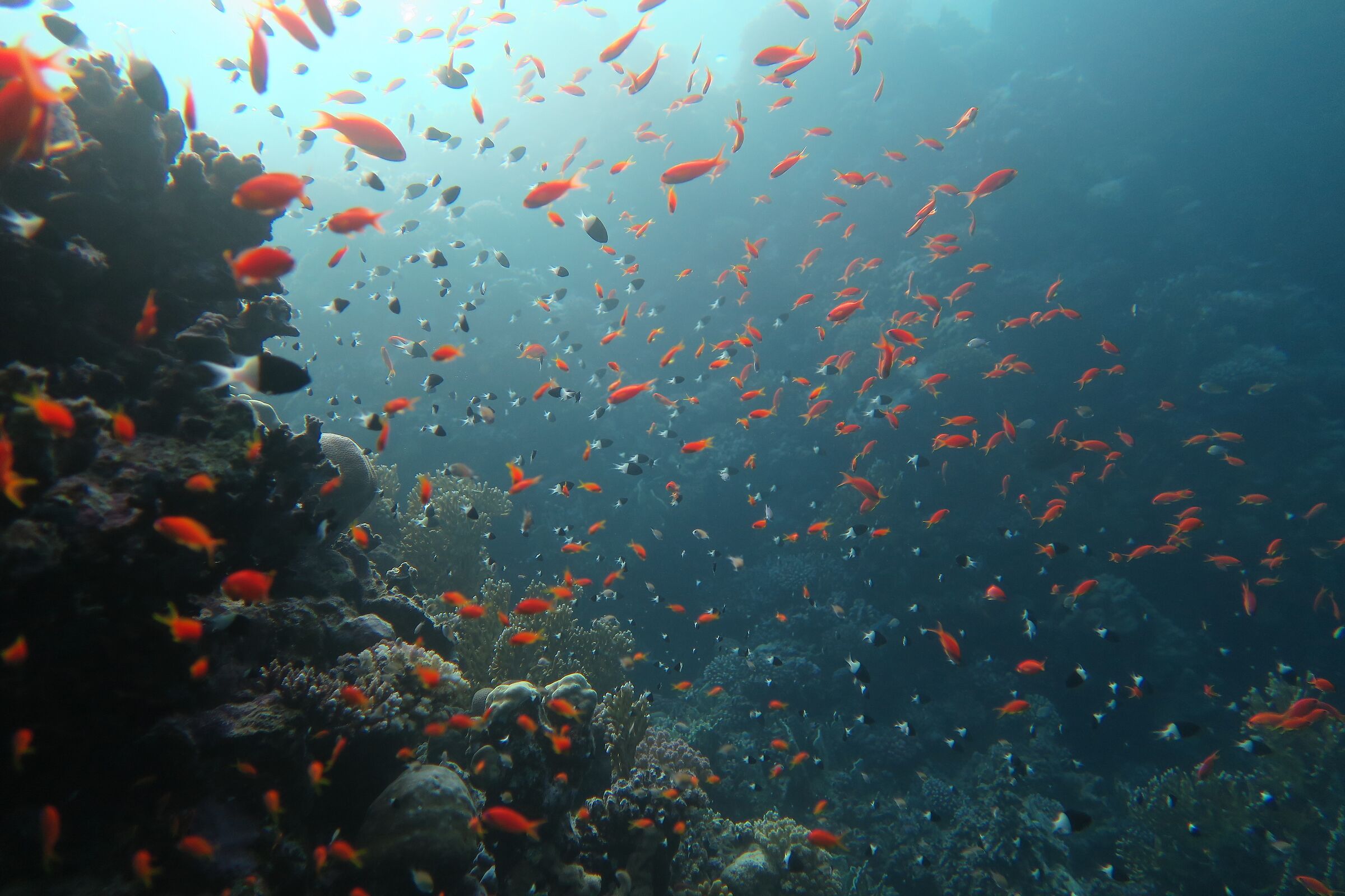 Marsa alam