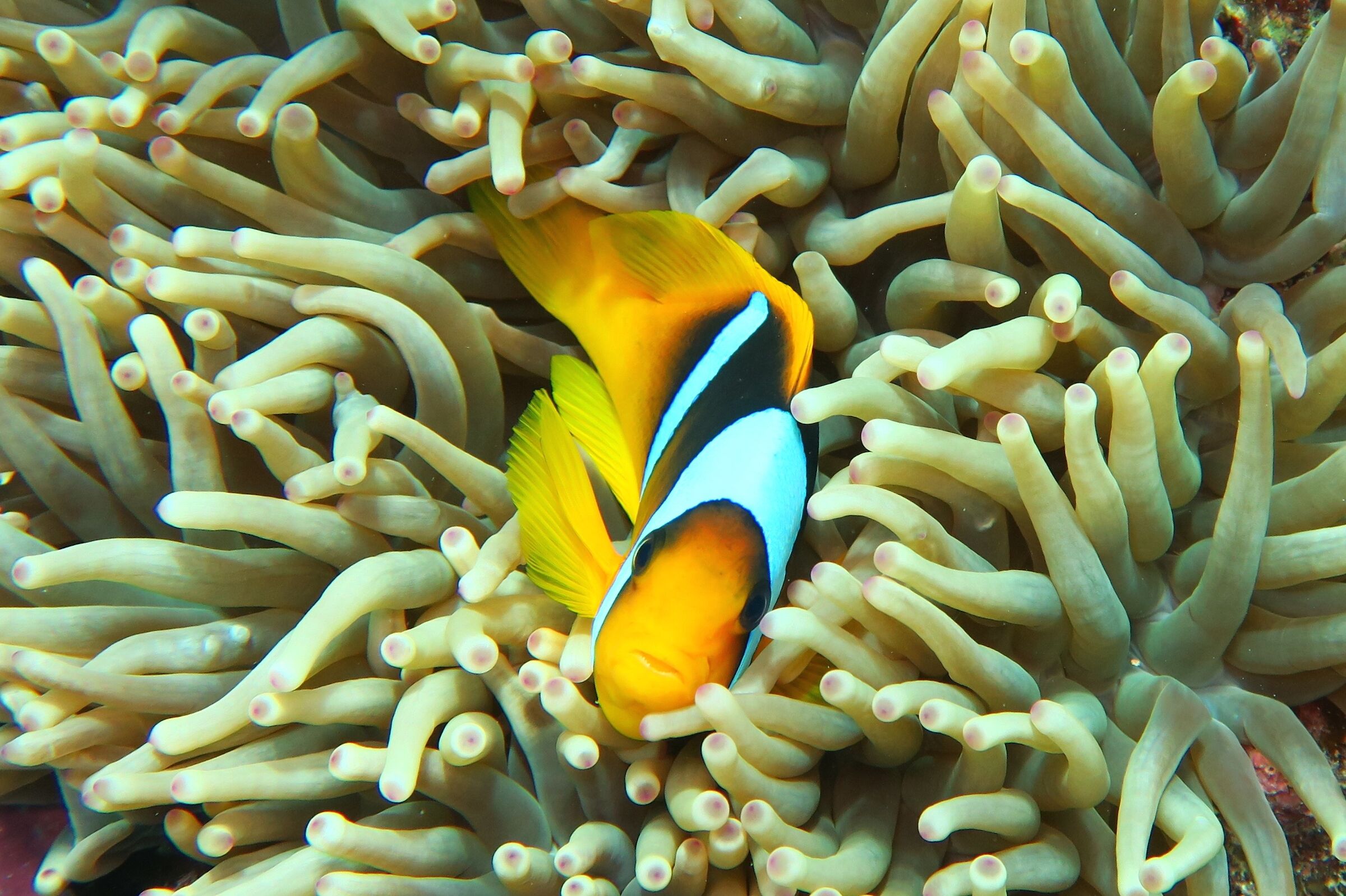 Marsa alam